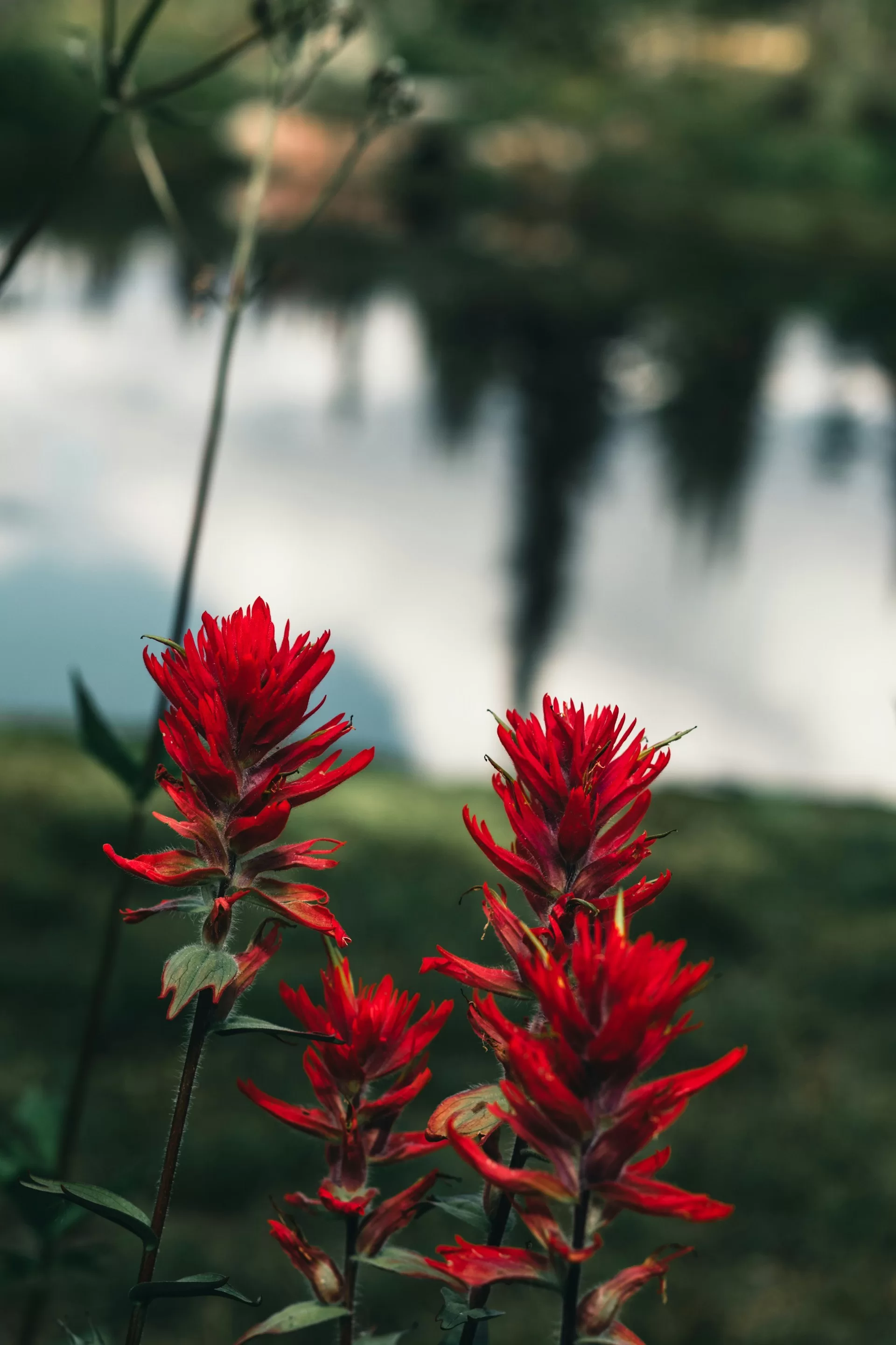 Rode bloemen met een meer op de achtergrond in Revelstoke, Canada