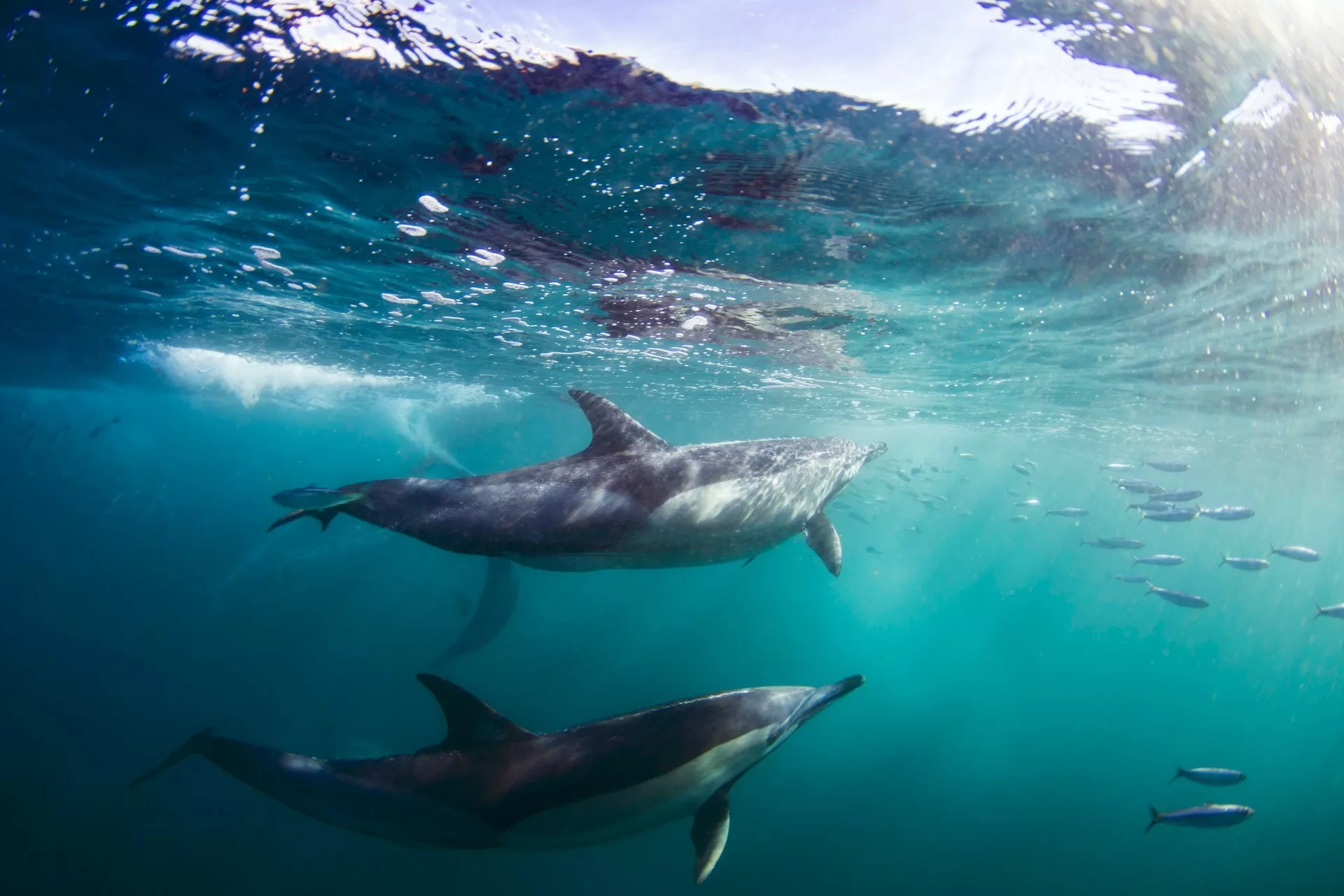 Twee dolfijnen zwemmen in het water met visjes eromheen