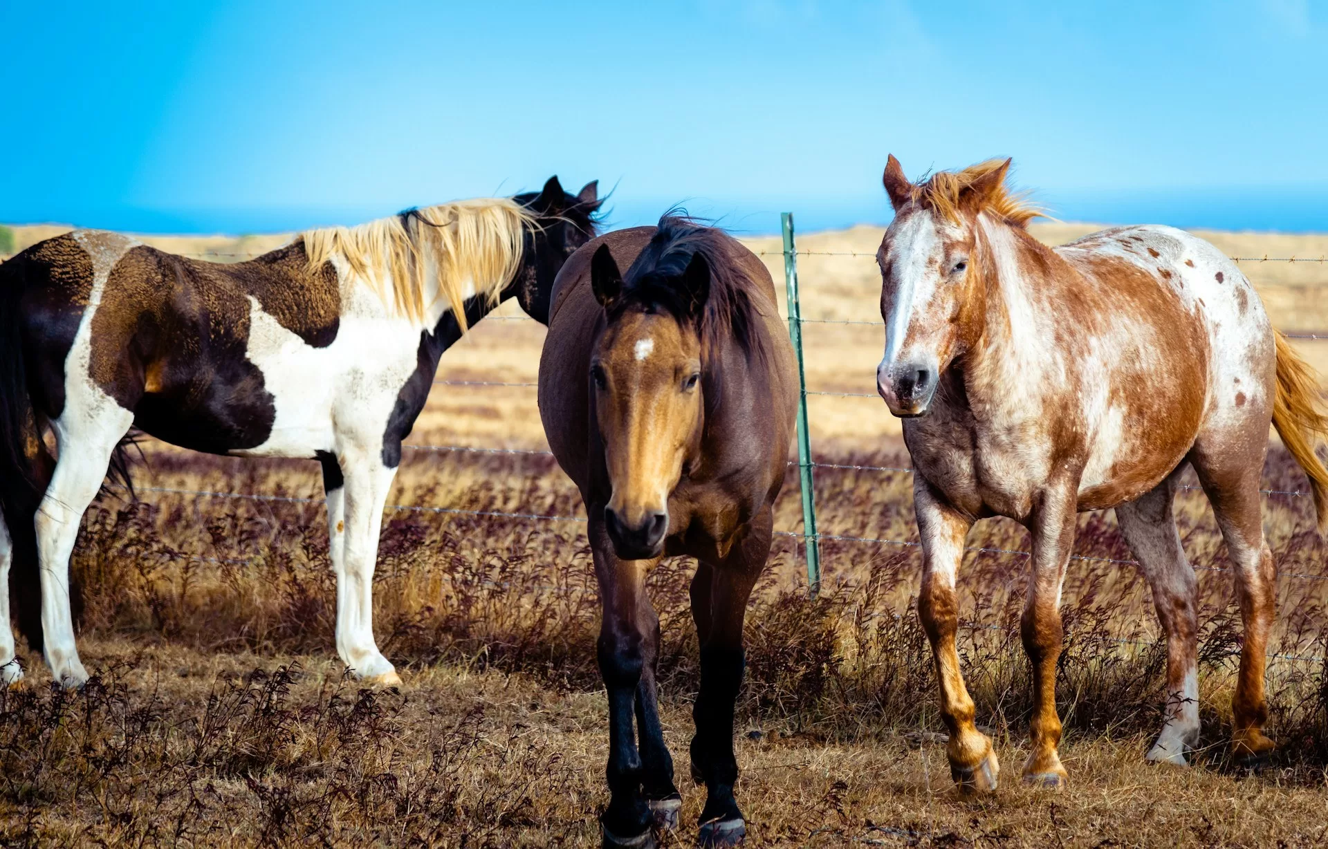 Drie paarden staan in een droog, open weiland op een zonnige dag