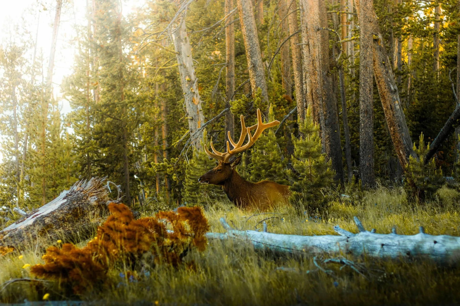 Hert tussen de bomen in Rocky Mountain National park