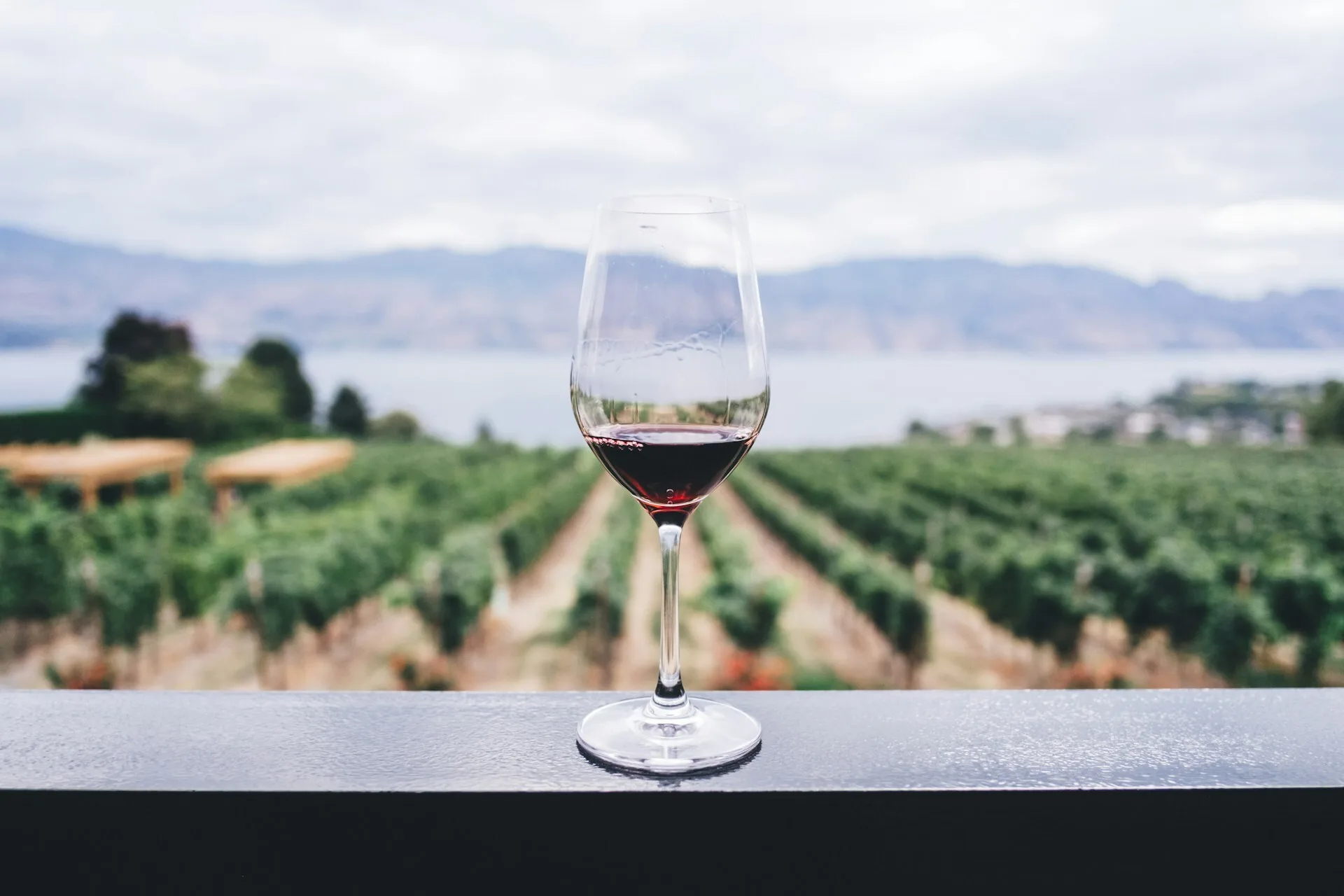 Een glas rode wijn in de wijngaarden van Okanagan Valley in British Columbia