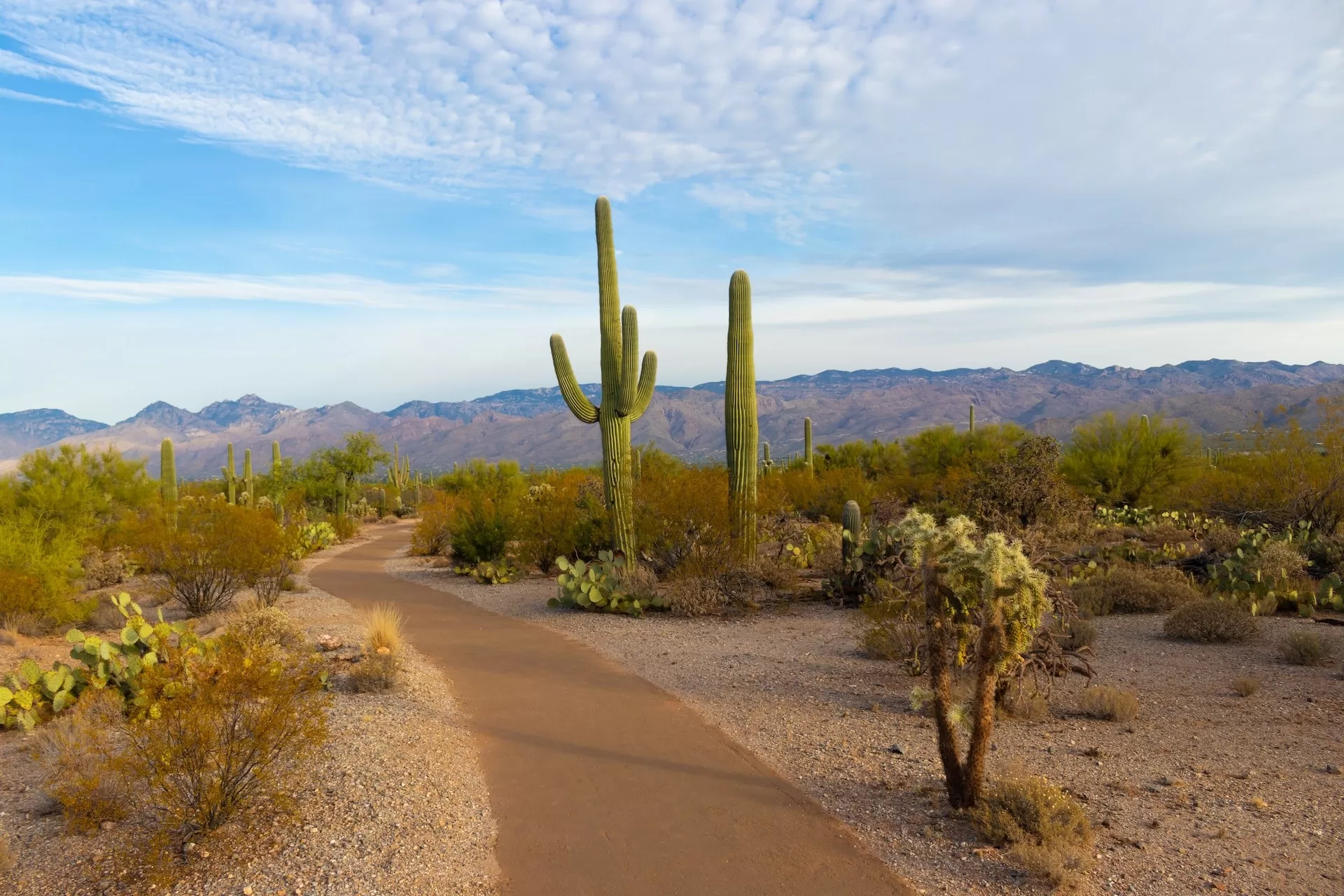 Een weg tussen de cactussen in Saguaro National Park Scottsdale