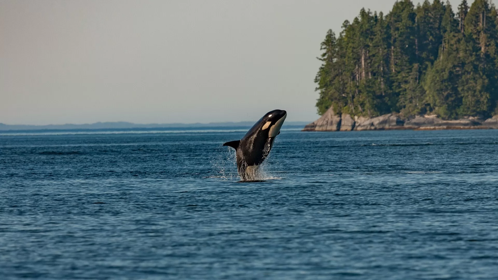 Orka springt uit het water, met bos in de verte te zien