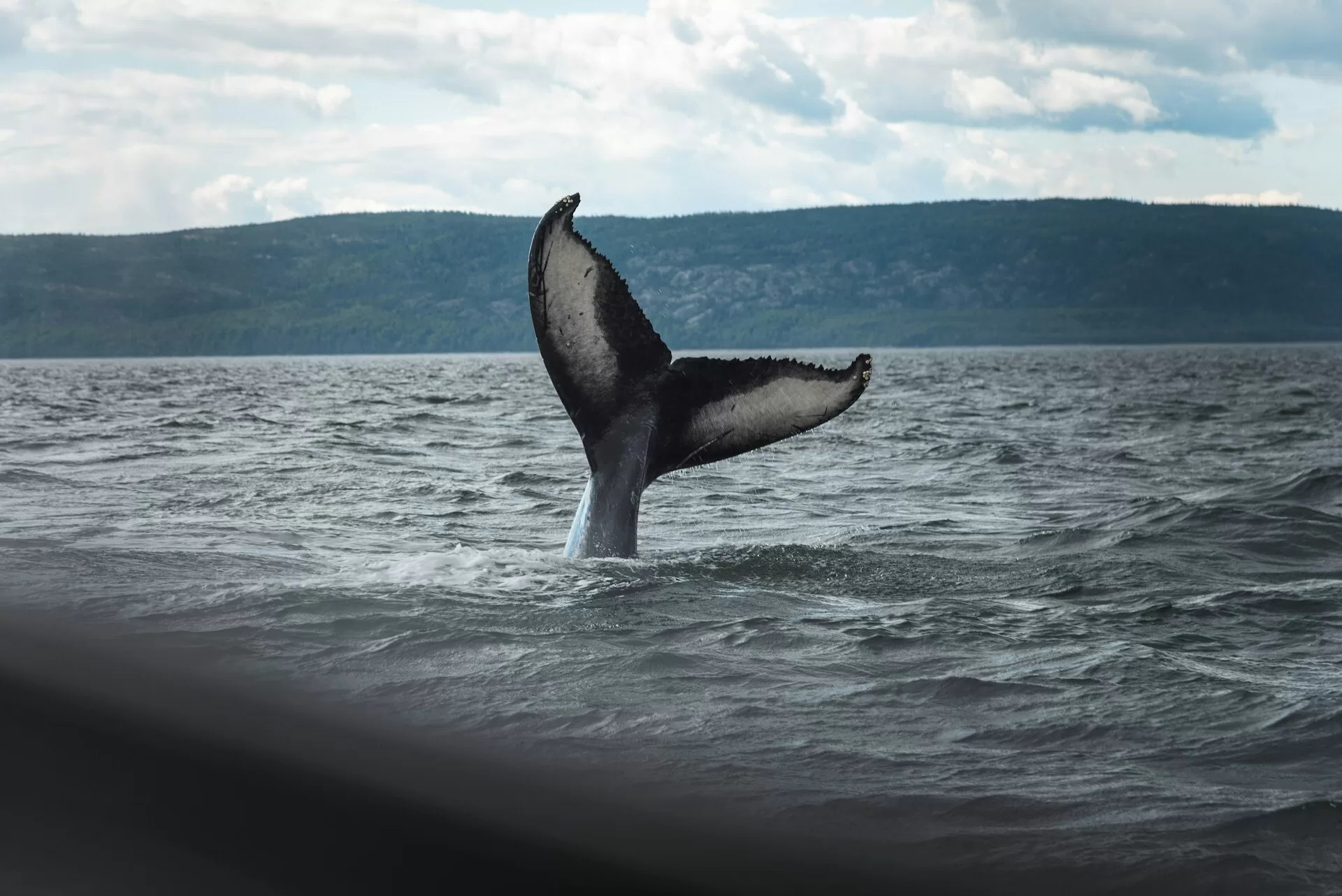 De staart van een walvis boven het water in Campbell River