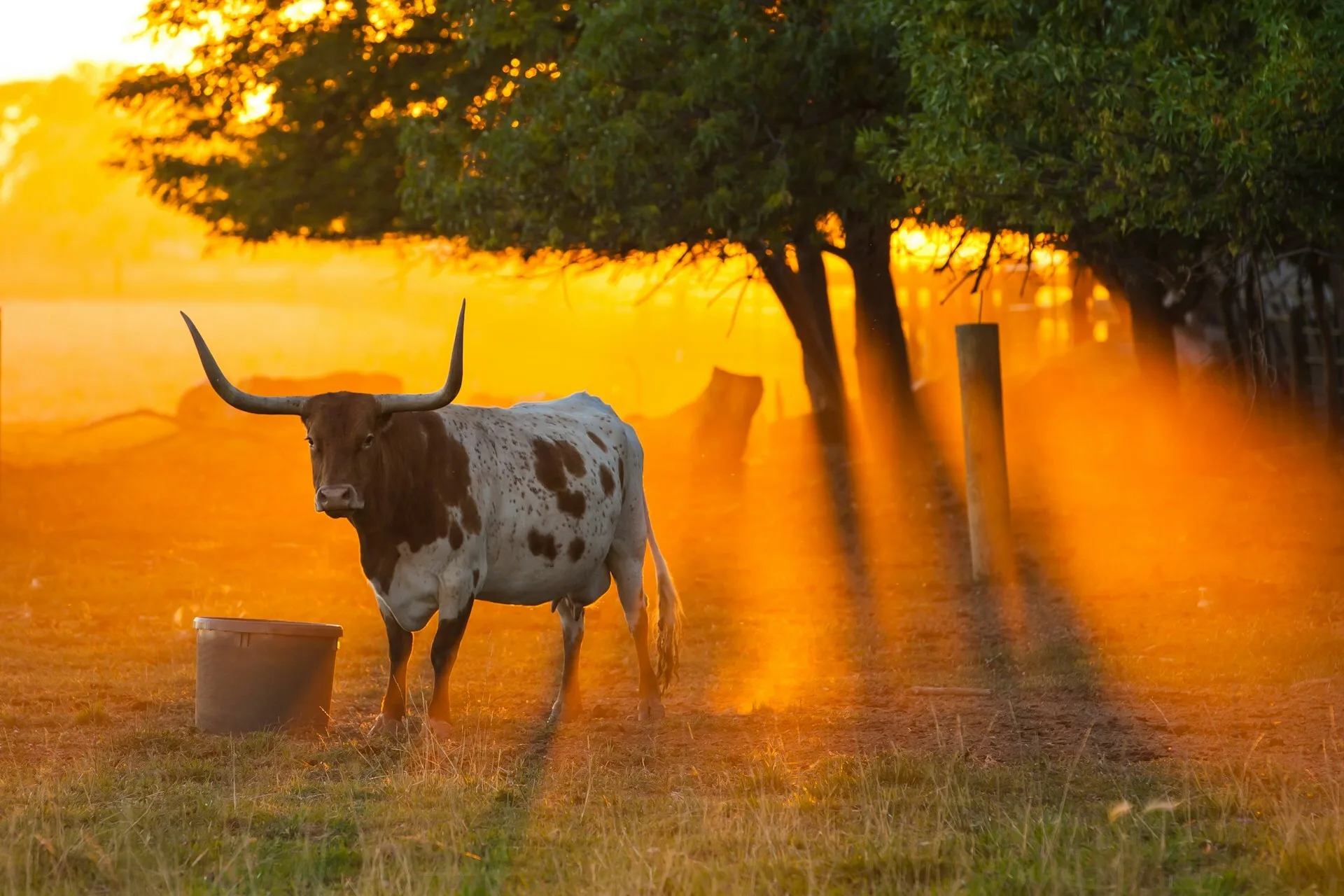 Een Texas Longhorn onder een boom tijdens zonsopgang