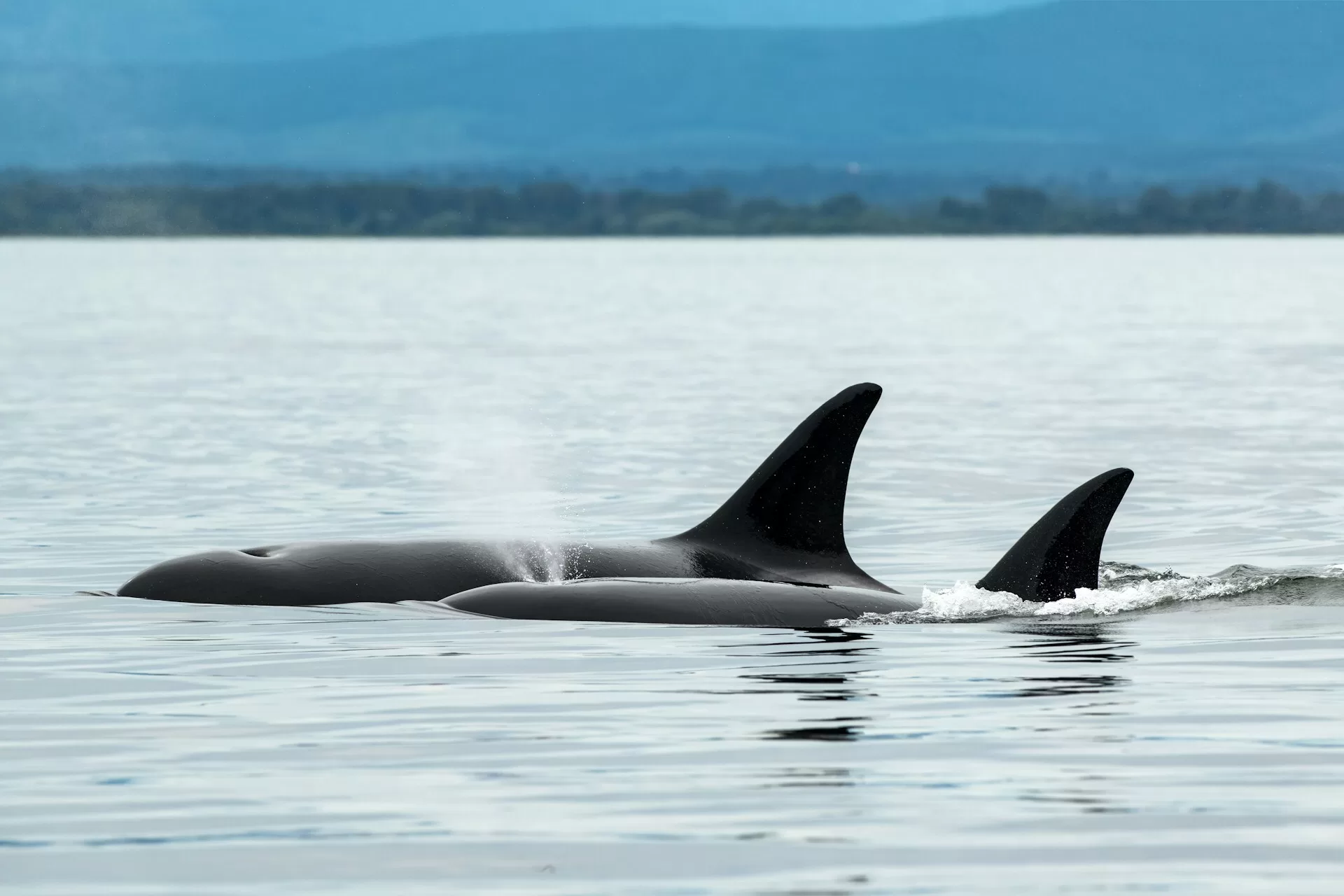 Walvissen die net boven het water uitkomen rondom Vancouver Island in British Columbia