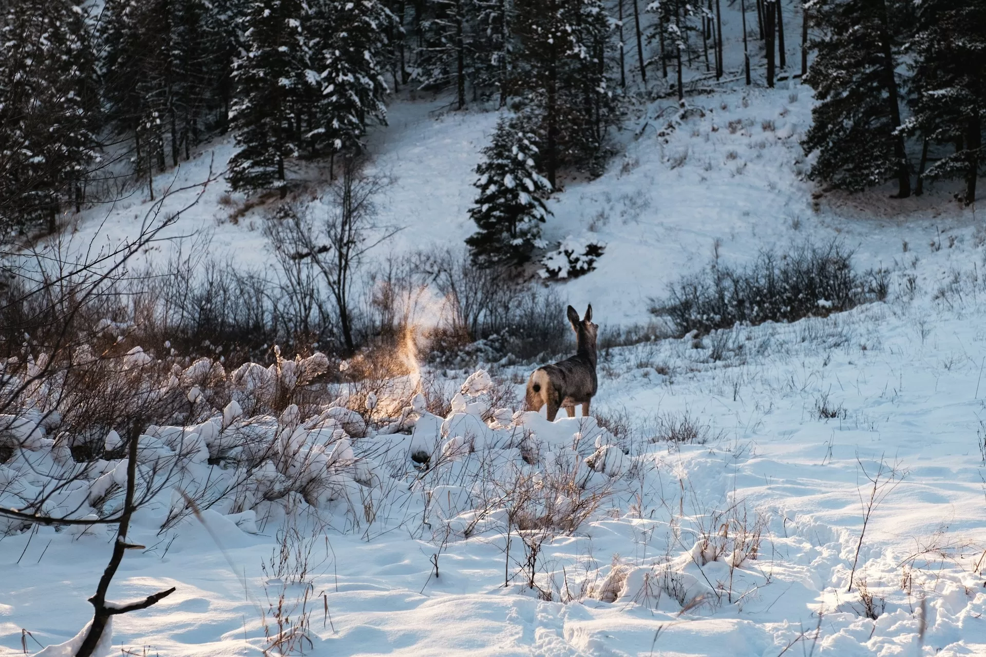 Een hert in een besneeuwde weide in Kamloops, Canada