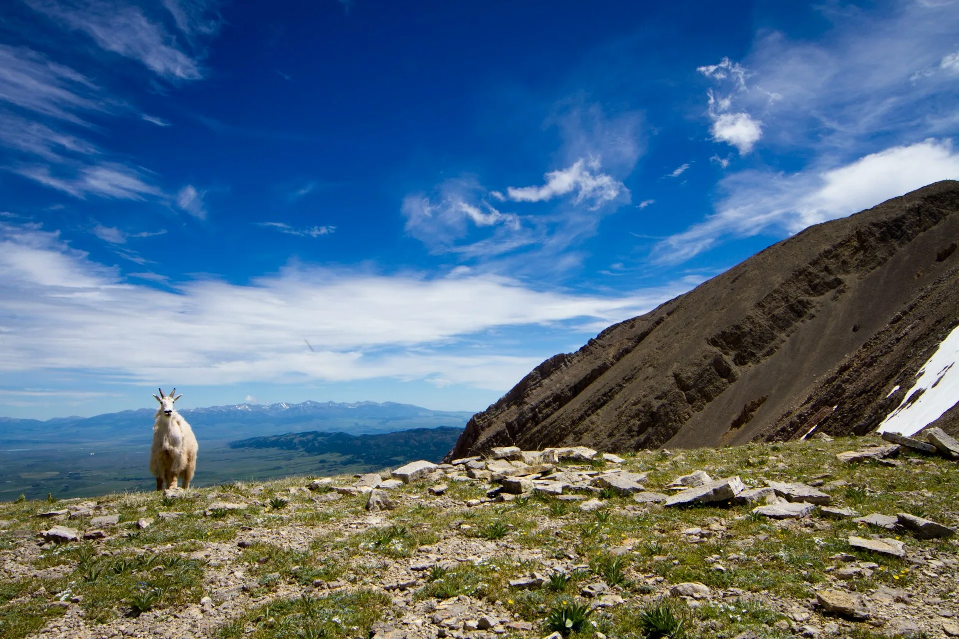 Berggeit op een heuvel nabij Bozeman in Montana