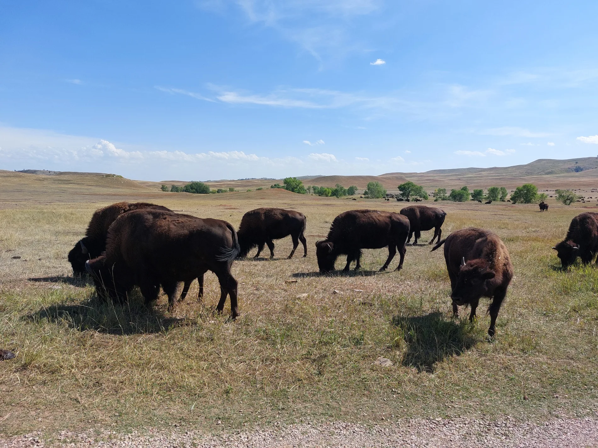 Bizons grazen in een wei in Custer State Park