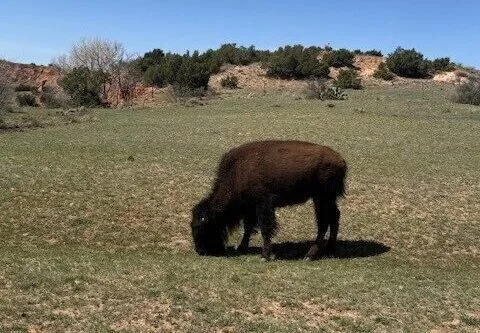 Een jonge bizon in een weide in Caprock Canyon