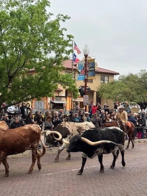 Longhorn cows tijdens een Cattle Drive in Fort Worth