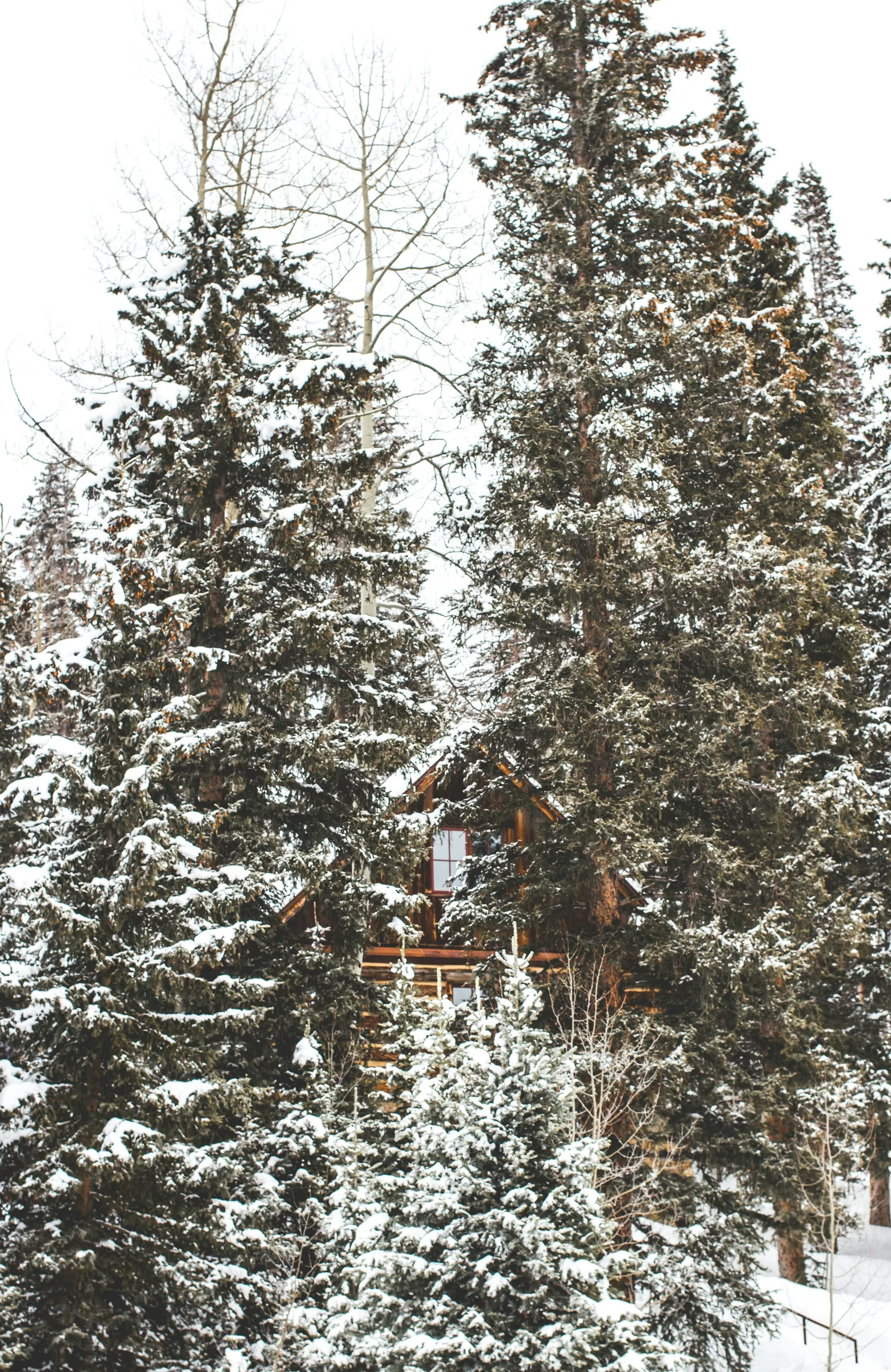 Een cabin in het Telluride Ski Resort verborgen achter besneeuwde bomen
