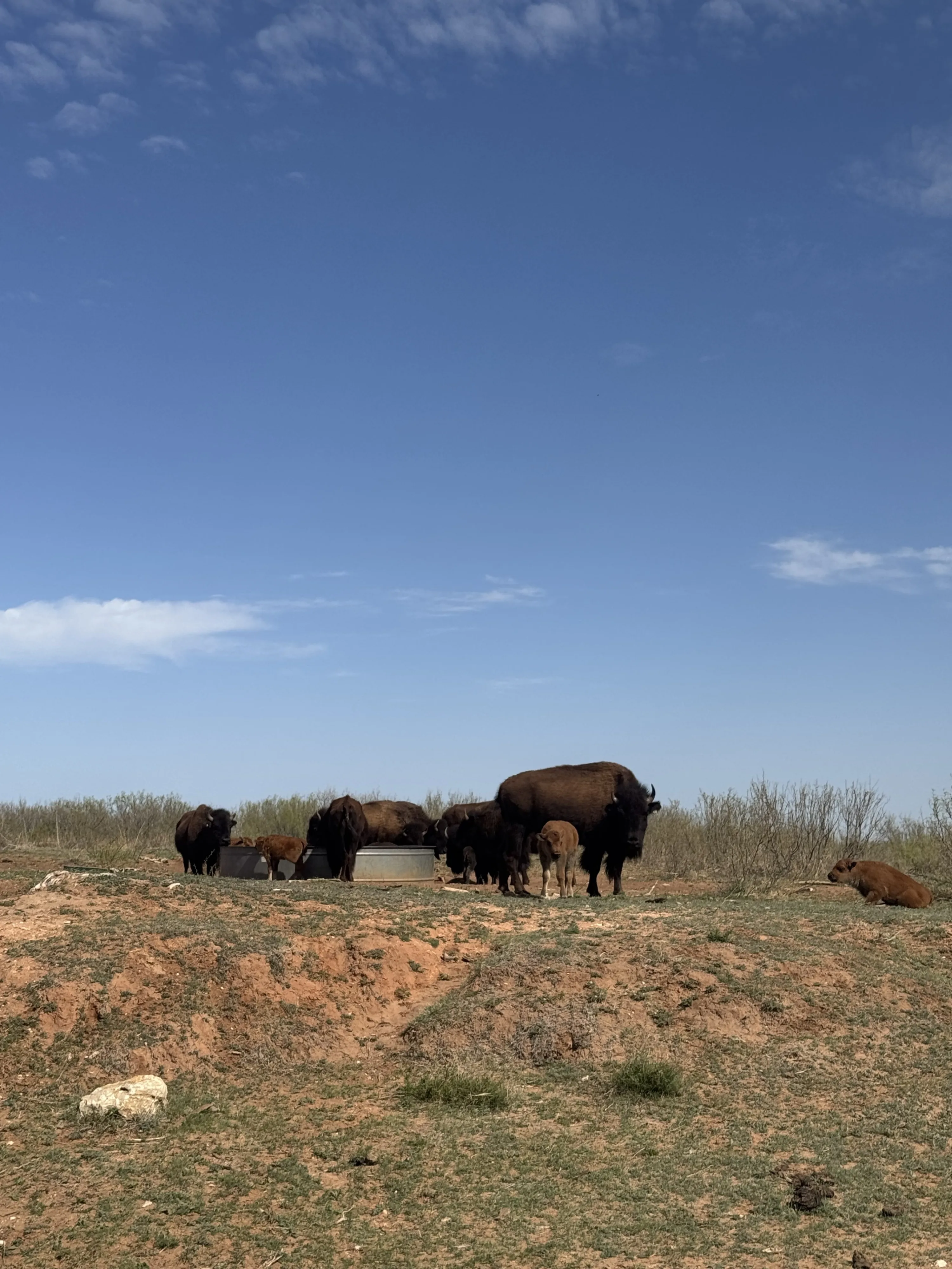 Een kudde bizons in Caprock Canyon State Park in Lubbock, Texas