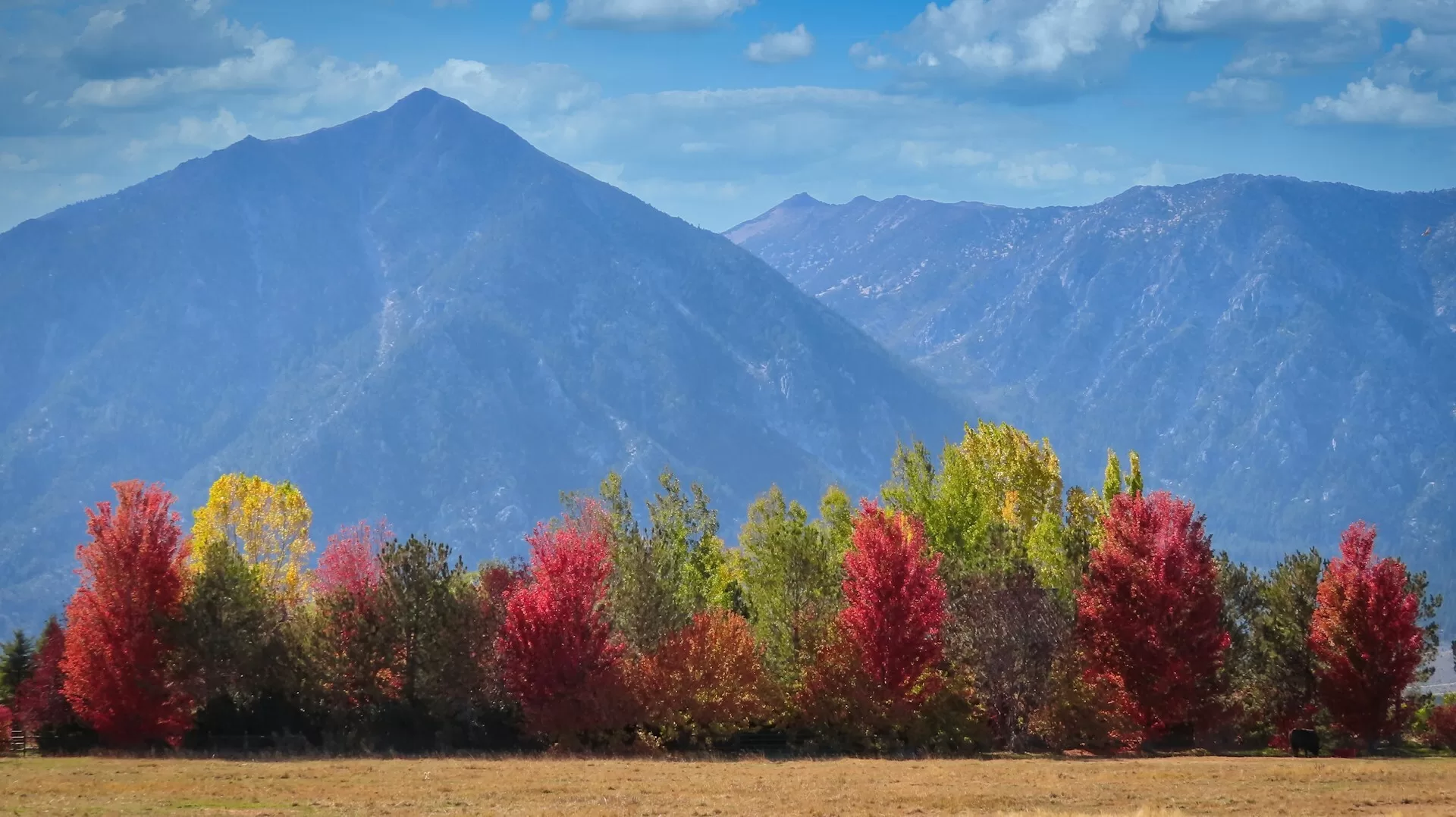Gekleurde bomen met bergen op de achtergrond in Carson Valley