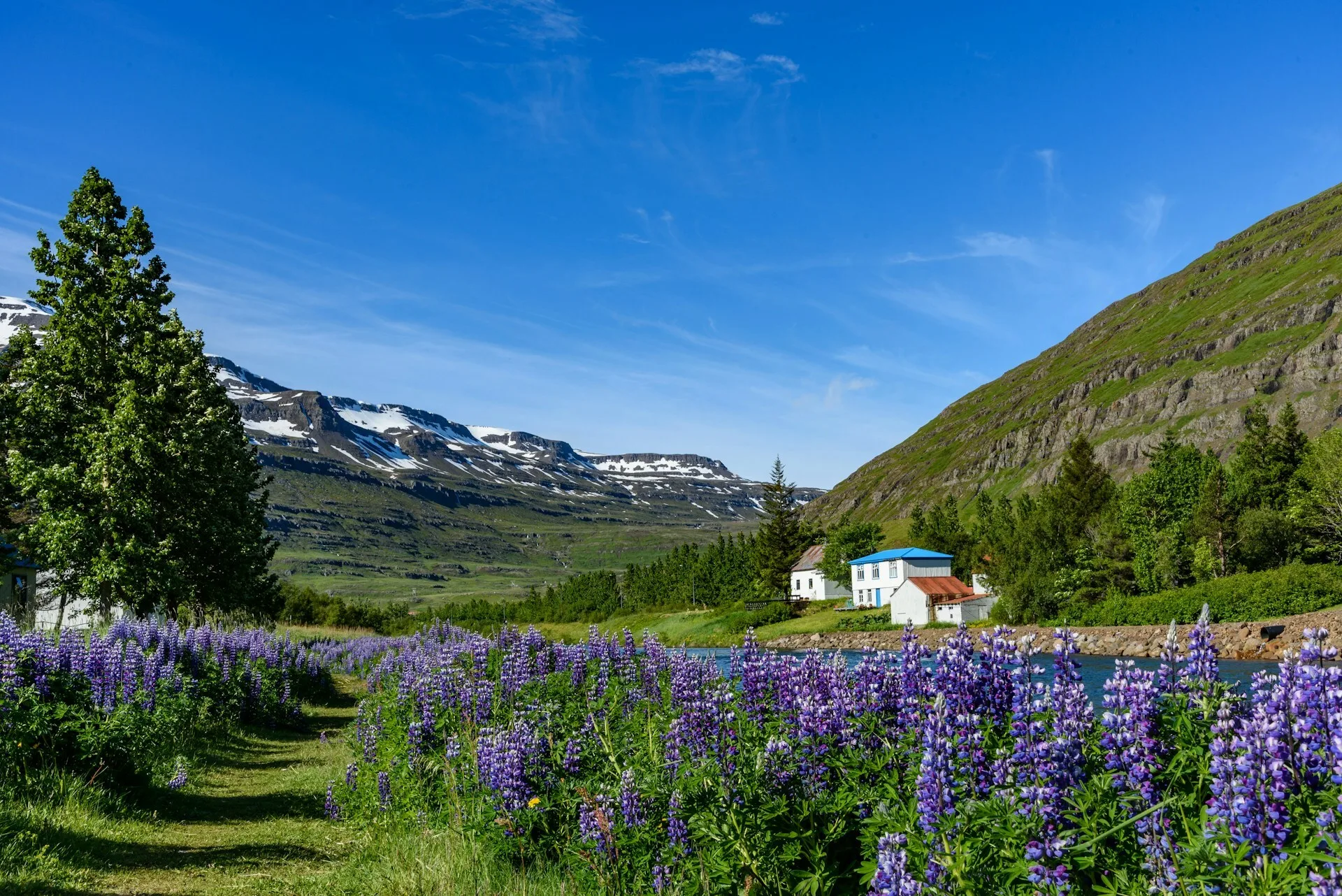 Witte huizen langs een rivier met paarse bloemen in Seyðisfjörður, IJsland