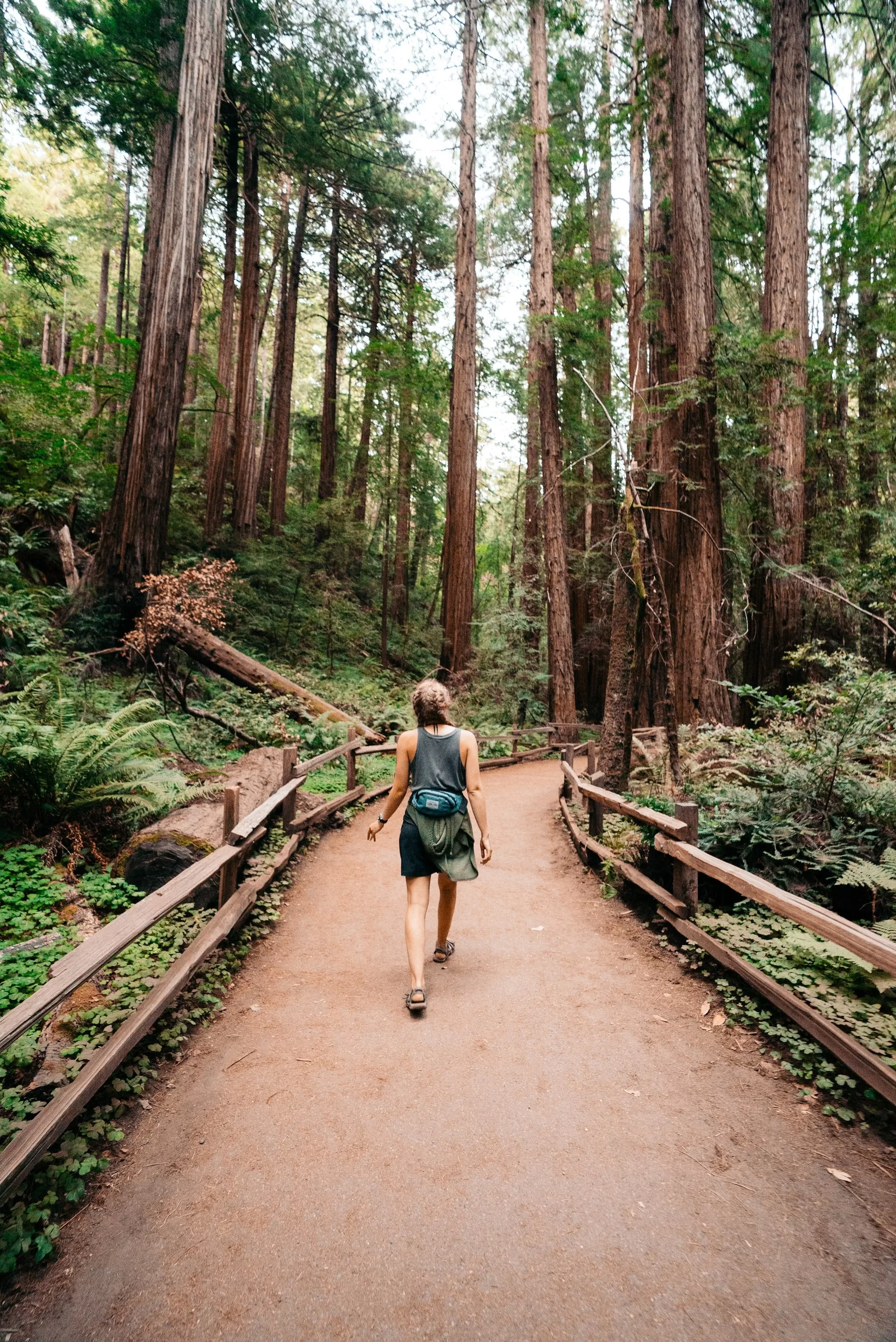 Wandelpad in Muir Woods National Monument in San Francisco