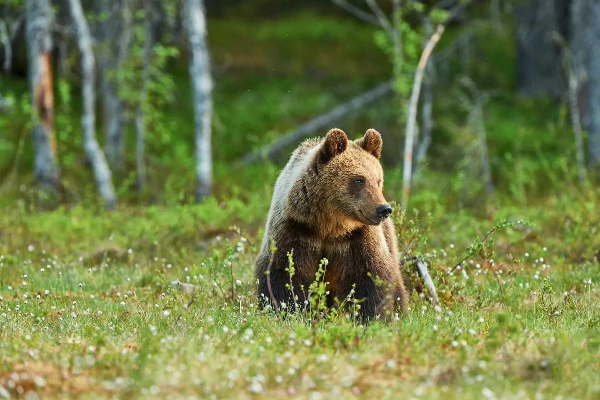 Grizzlybeer in het bos, omgeven door bomen en natuur
