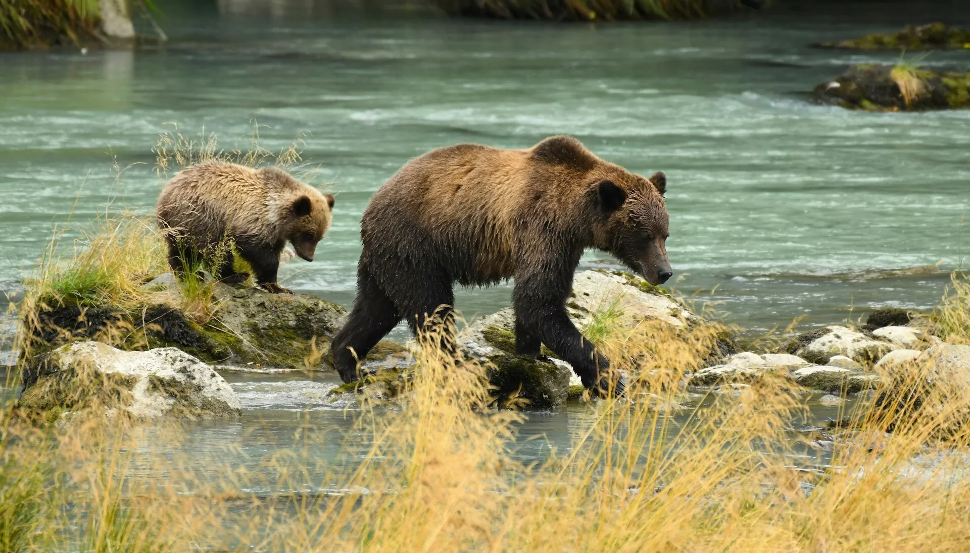 Grizzlybeer met jong steekt het water over, in een natuurgebied, tussen gras en rotsen.