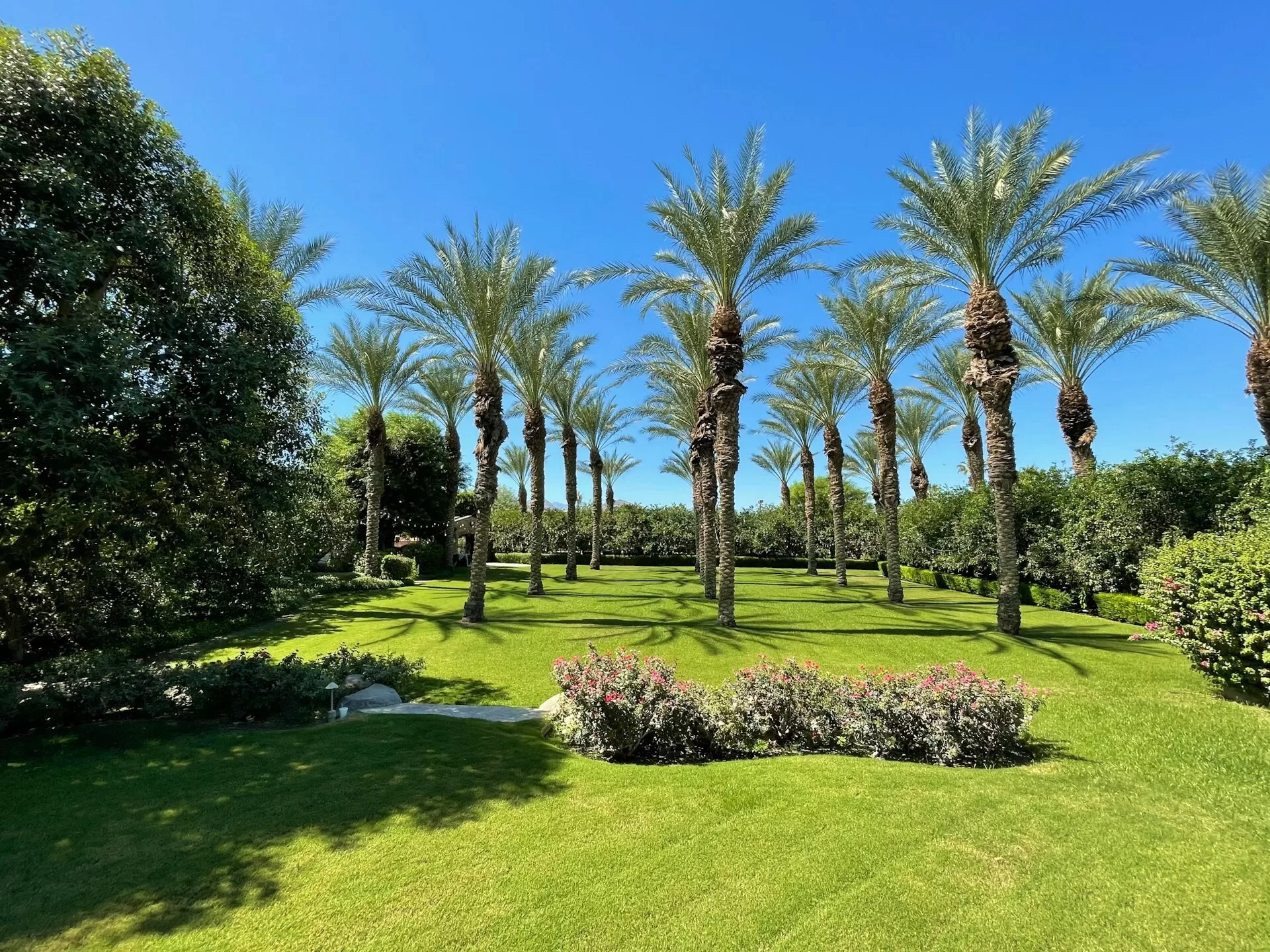 Palmbomen in Coachella Valley in Palm Springs