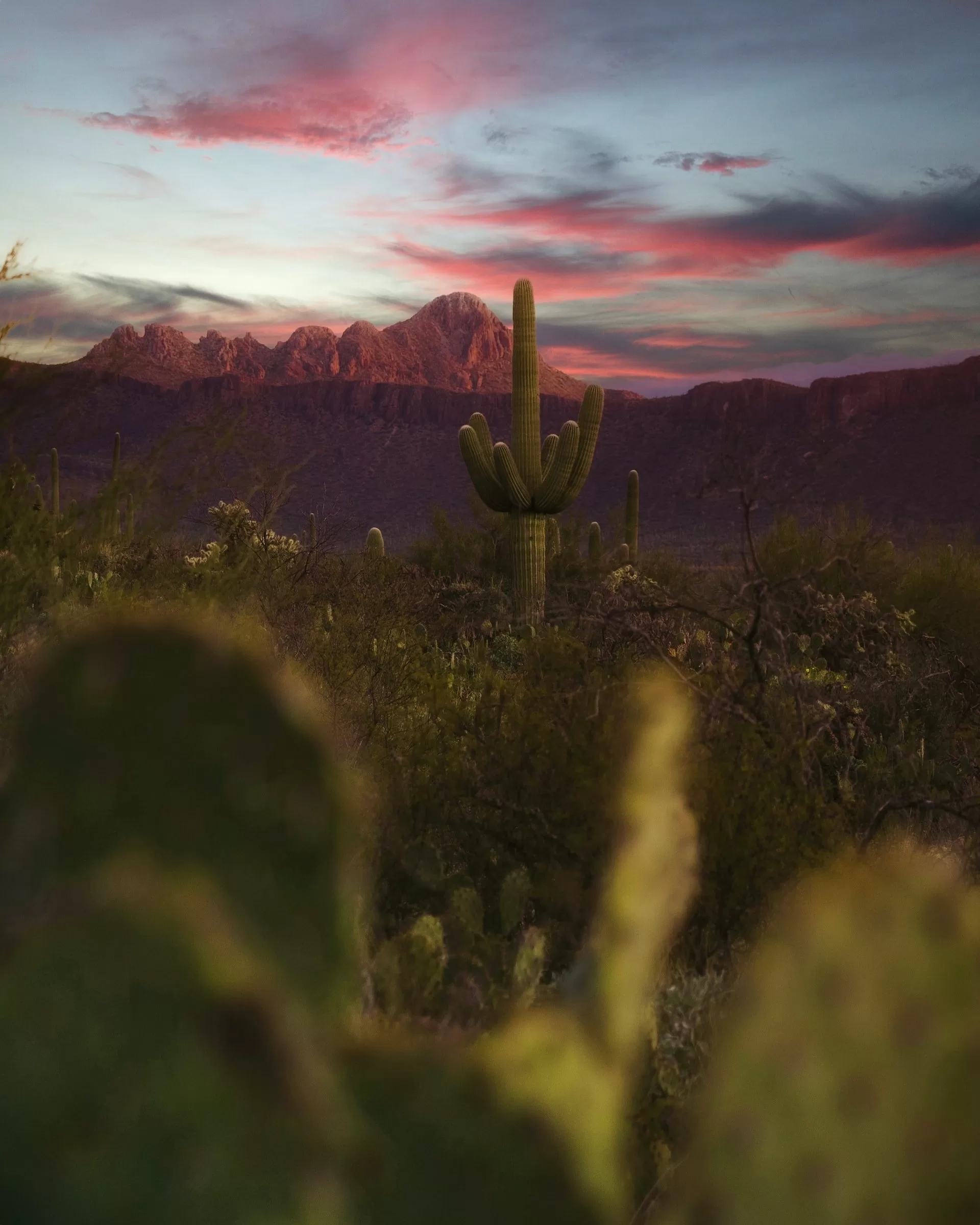Cactussen in Saguaro National Park in Tucson, Arizona