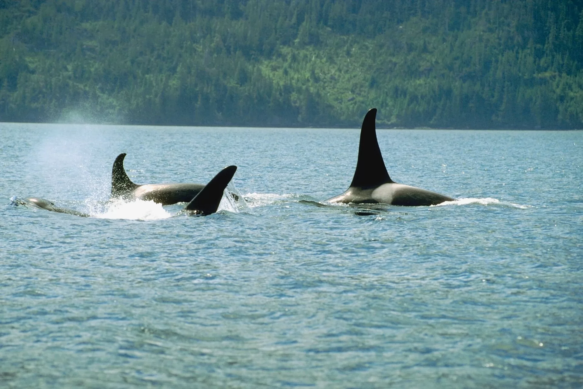 Twee orka's zwemmen in het water met hun vinnen zichtbaar
