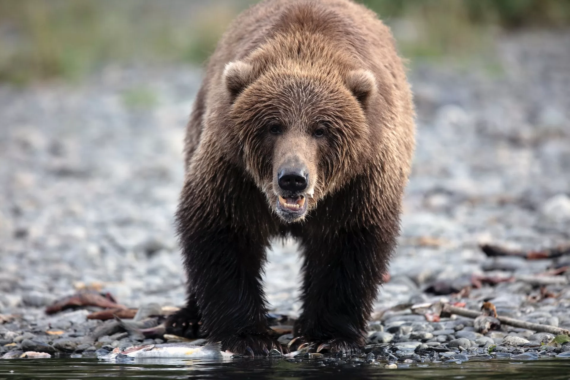 Bruine grizzlybeer wandelt door Denali National Park, Alaska
