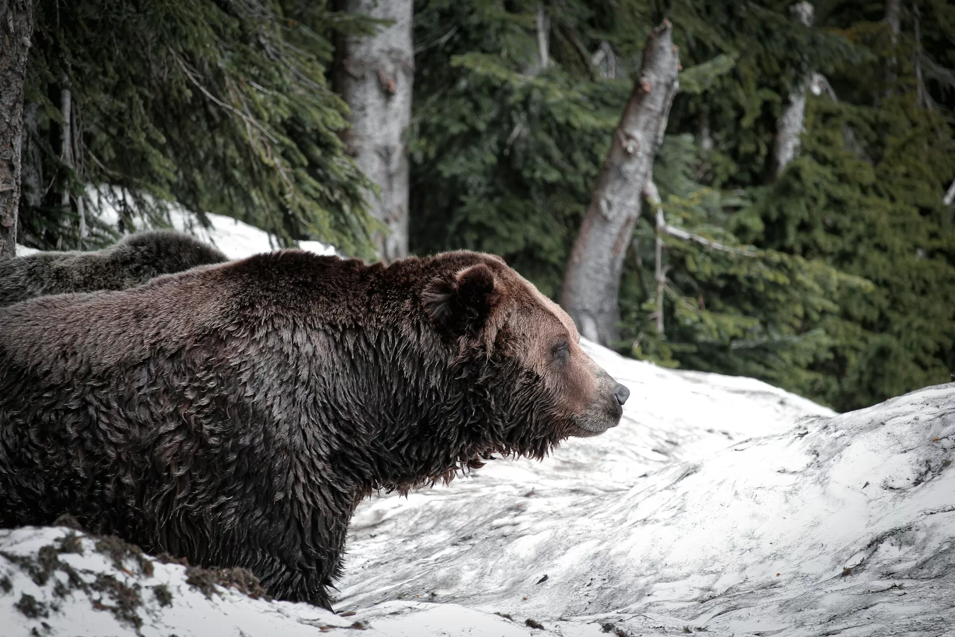 Grizzlybeer in de sneeuw met dennenbomen op de achtergrond in een winterlandschap.
