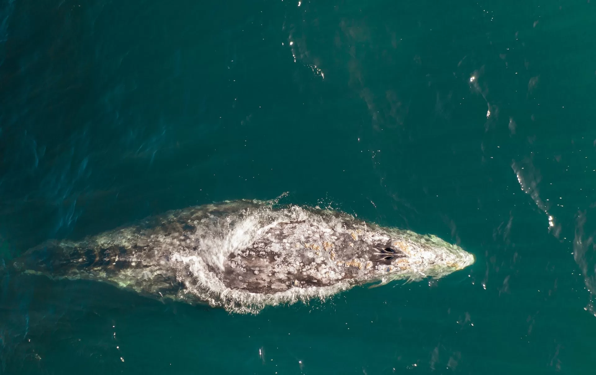 Een walvis in het water van boven gefotografeerd in Depoe Bay Oregon