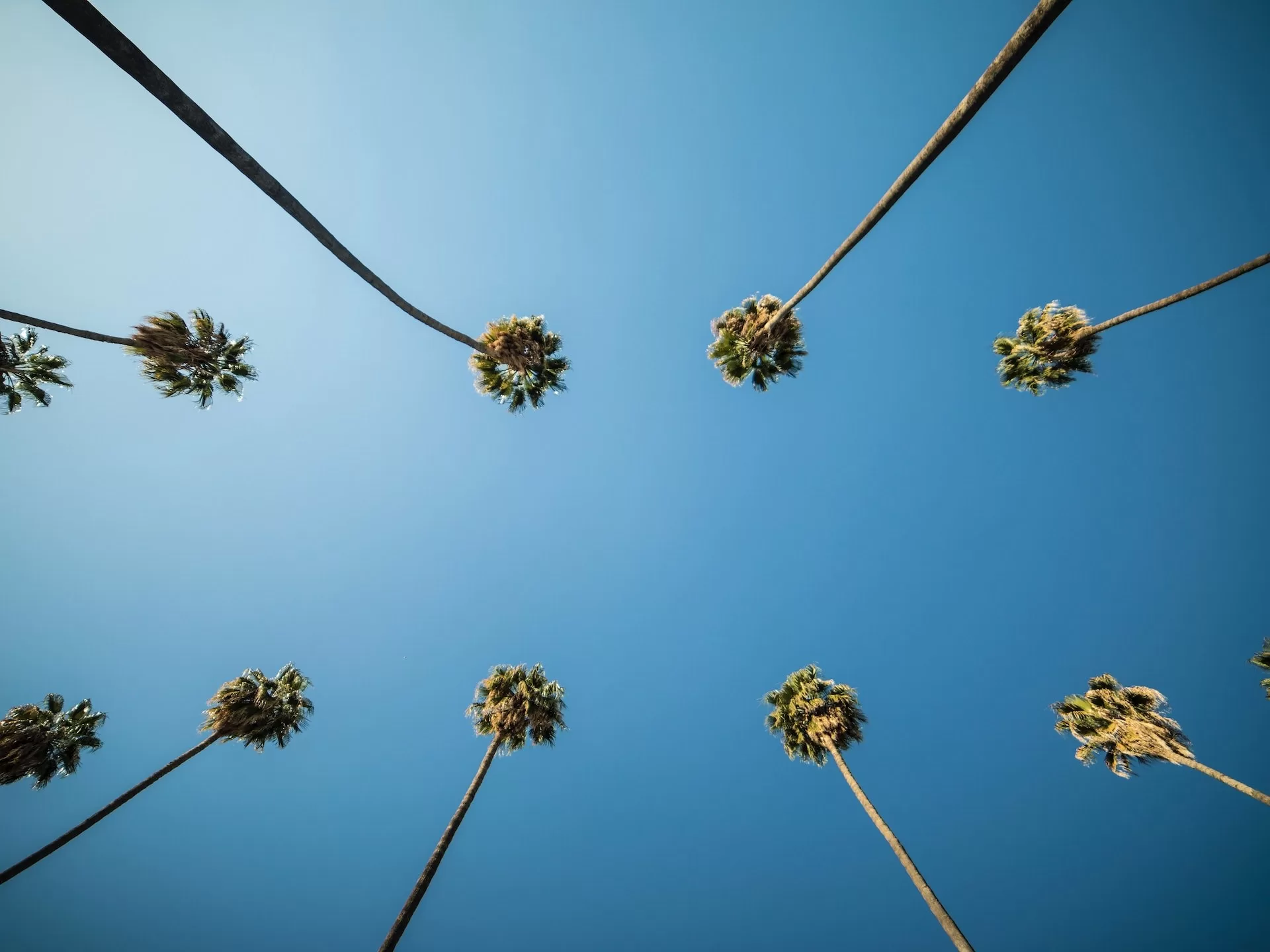 Palmen van onderaf gefotografeerd tegen de blauwe lucht in Los Angeles, Californië