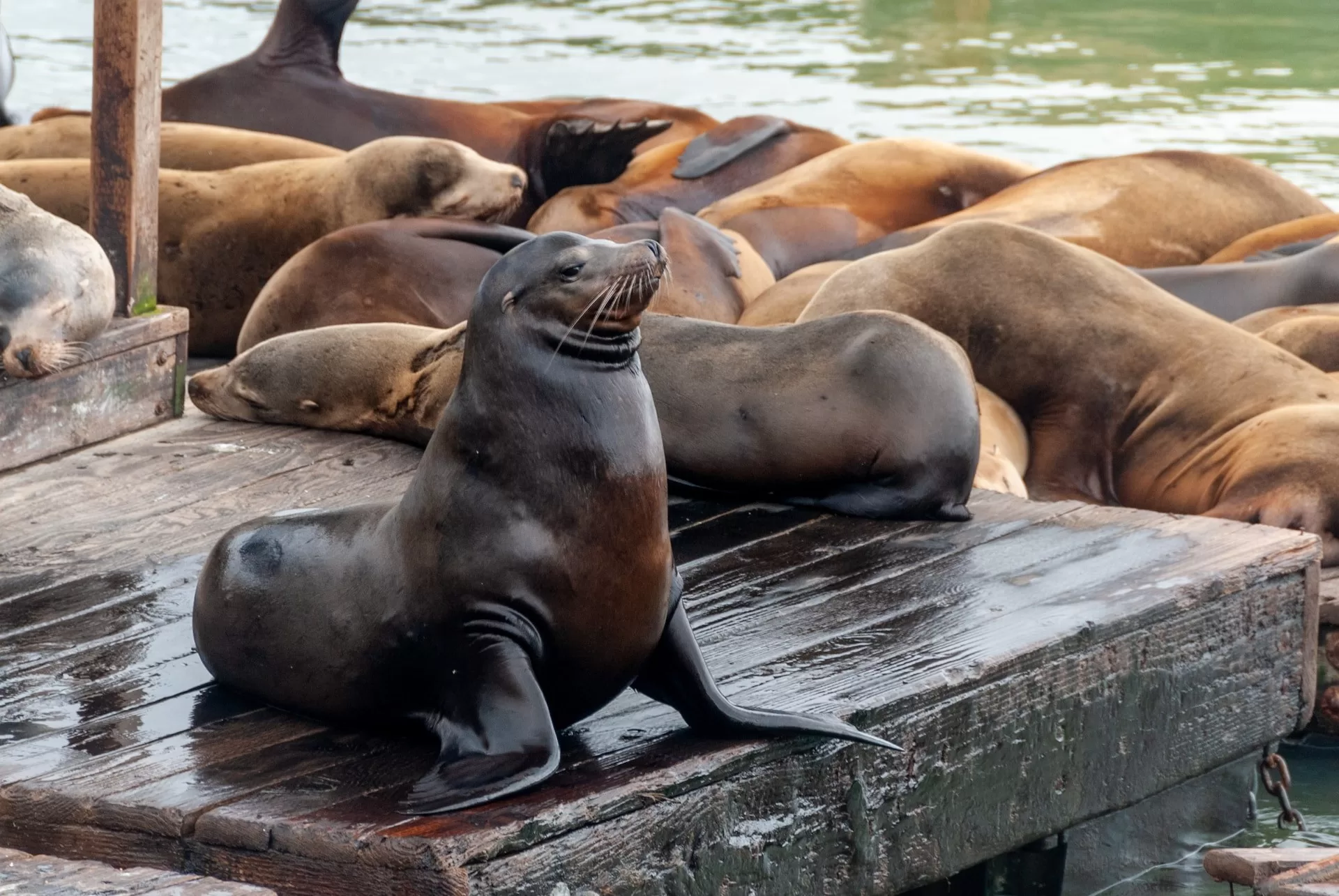 Zeeleeuwen op de Pier van San Francisco, Californië