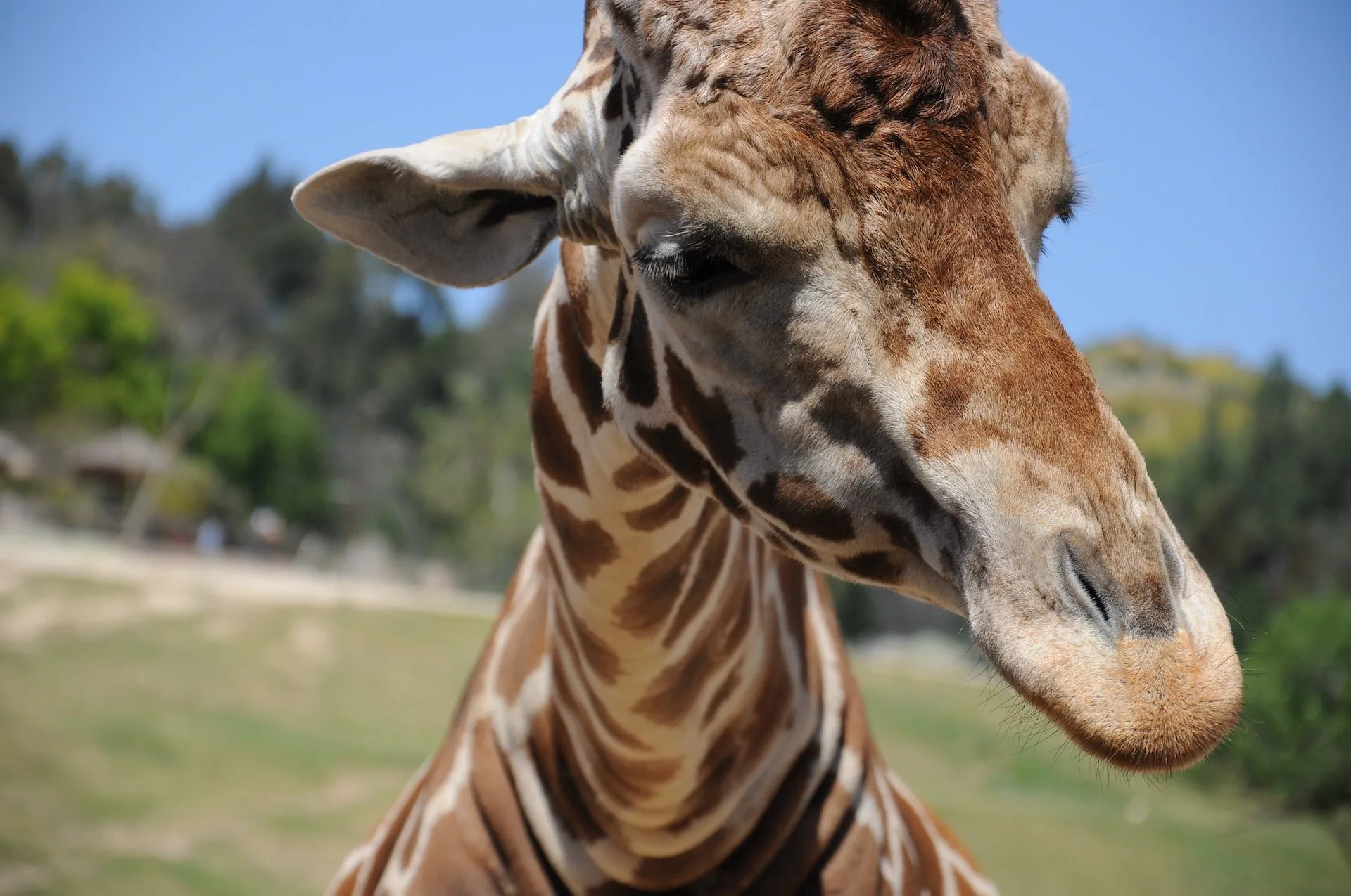 Giraffe in de San Diego Zoo in Californië