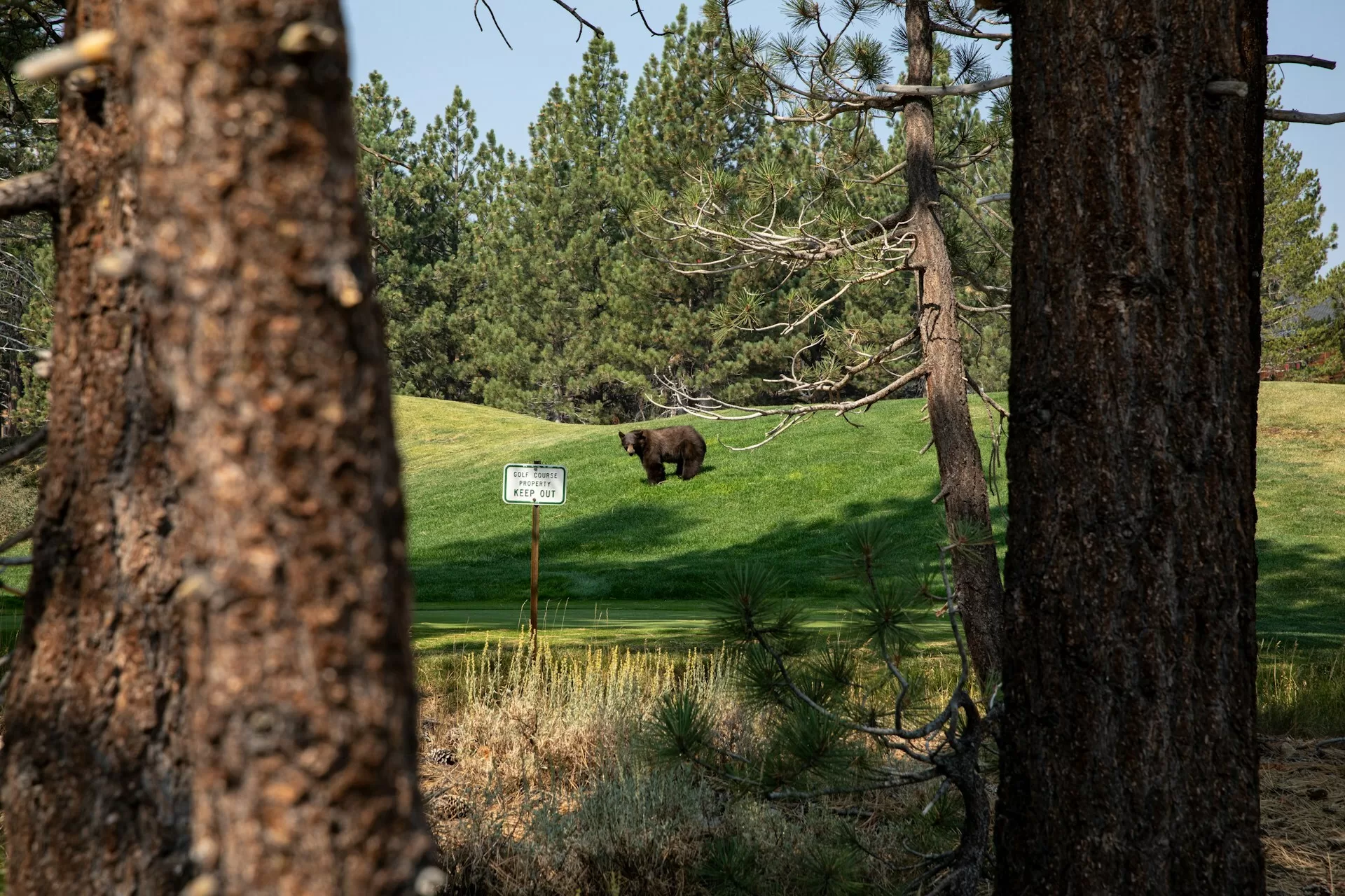 Bruine beer op een golfbaan in Mammoth Lakes
