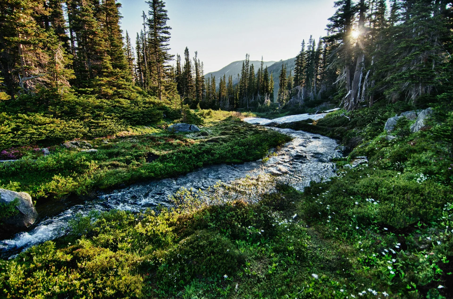 aanzicht van een bos in het Olympic National Park