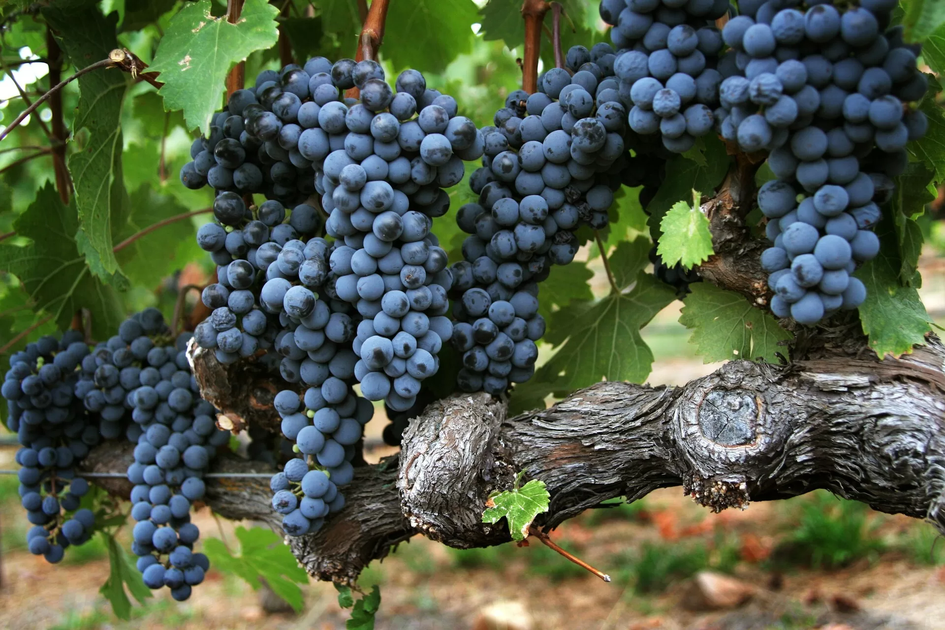 Trossen druiven in een wijngaarde in Napa Valley