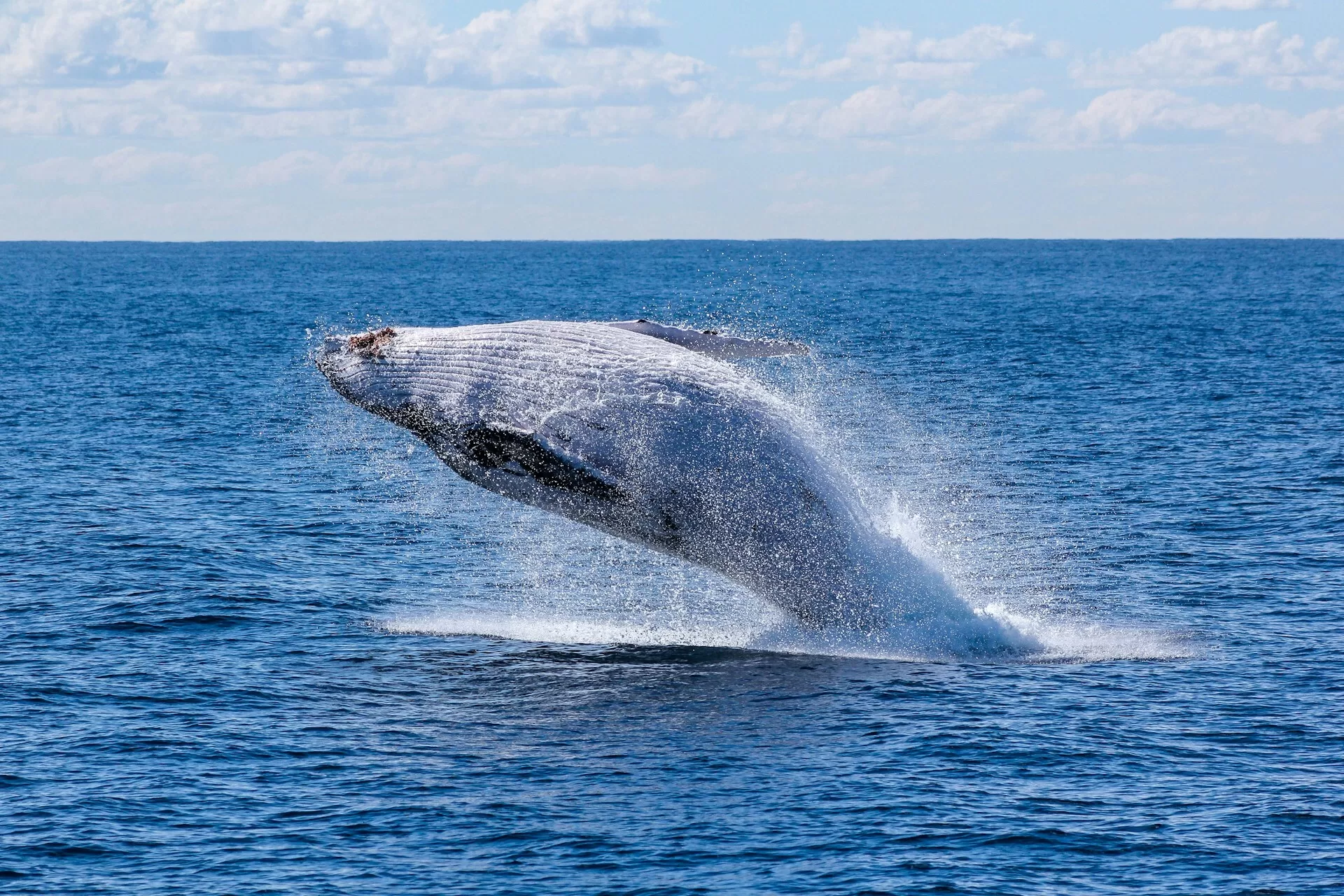 Springende walvis boven oceaanoppervlak, vastgelegd tijdens walvissafari in natuurlijke omgeving