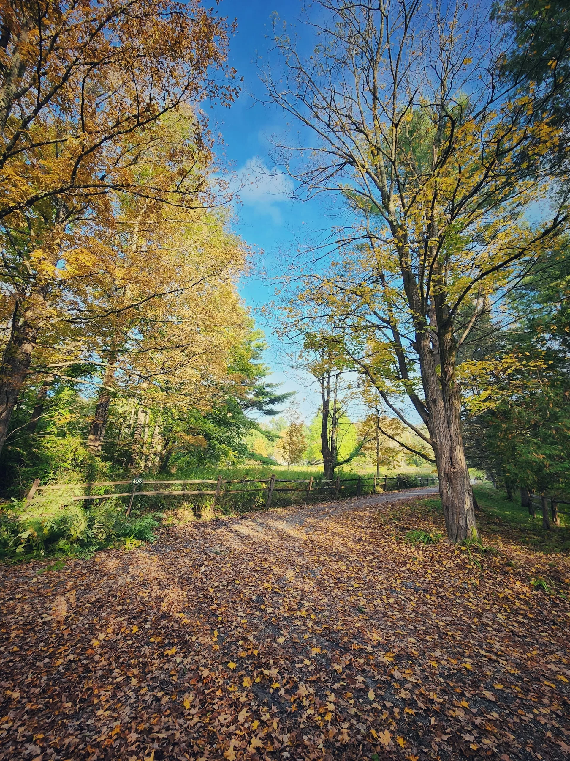 Wandelpad door het bos in Bennington, Vermont