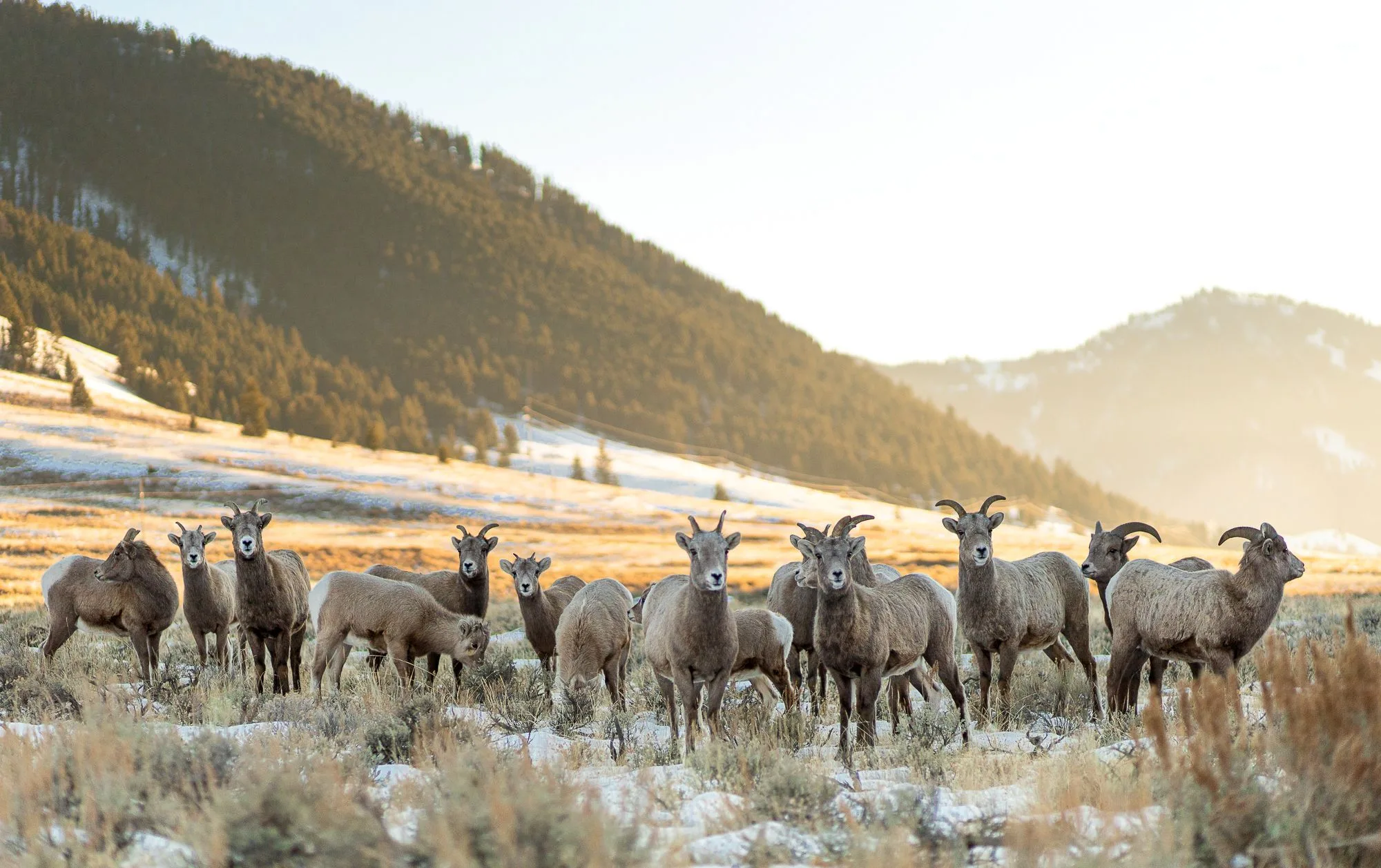 berggeiten in een dal