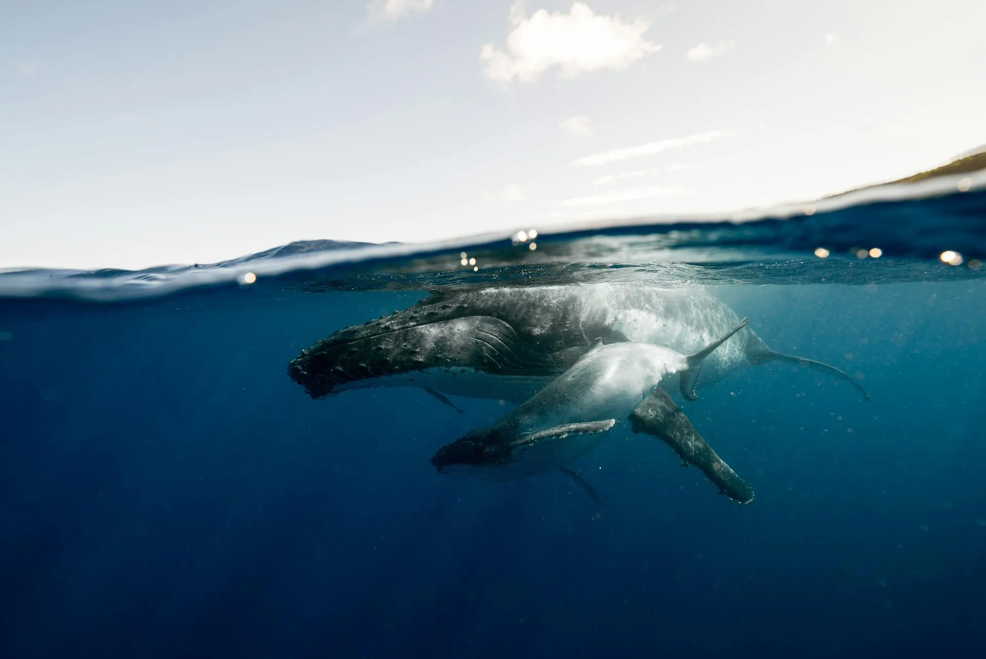 Twee walvissen zwemmen in de oceaan, volledig zichtbaar in het water