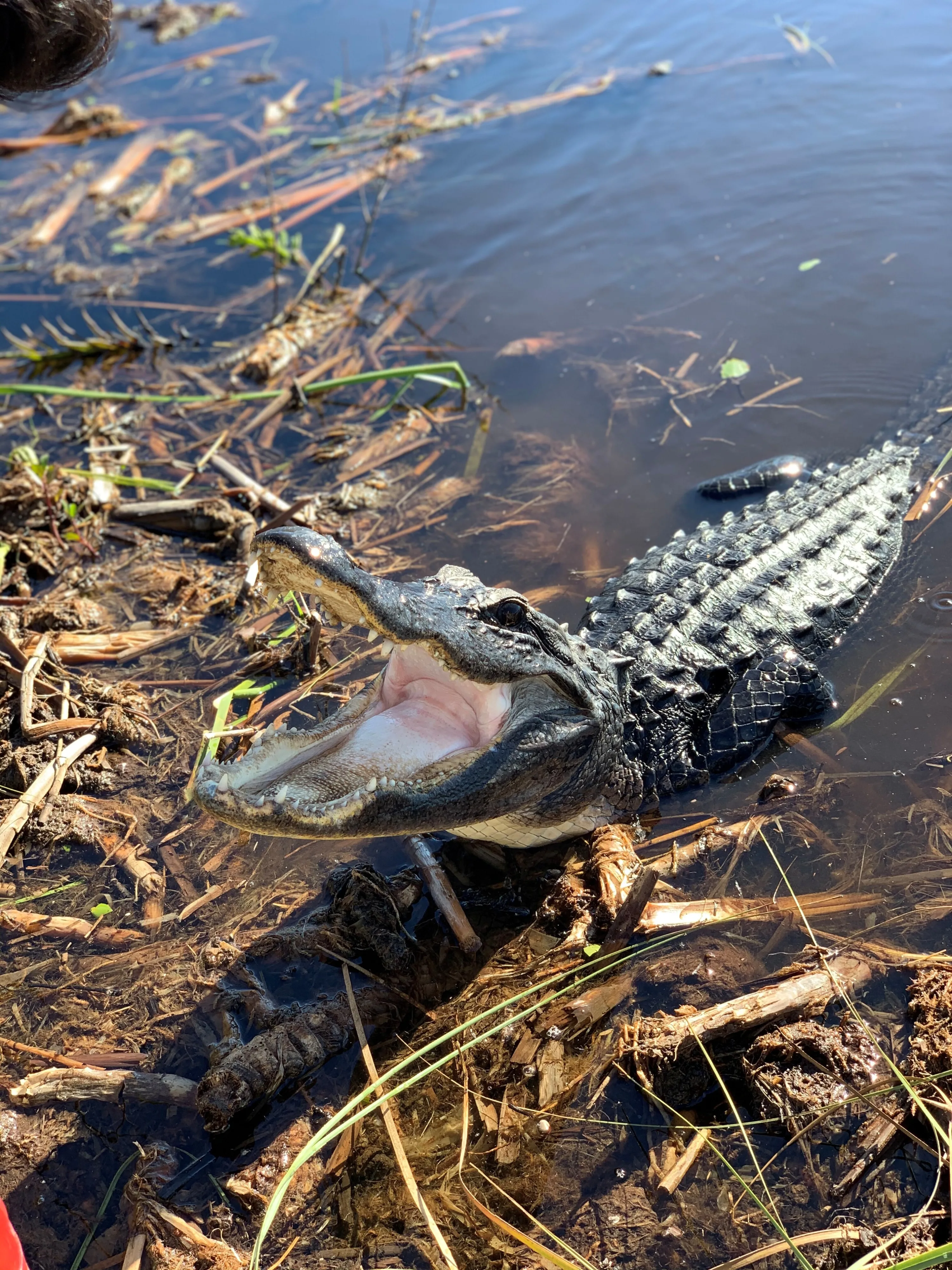 Een alligator in het water in Everglades National Park