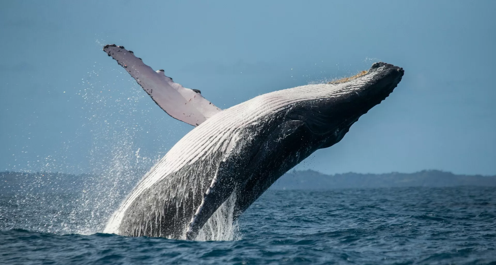 Walvis springt uit het water, met zijn lichaam gedeeltelijk boven het oppervlak