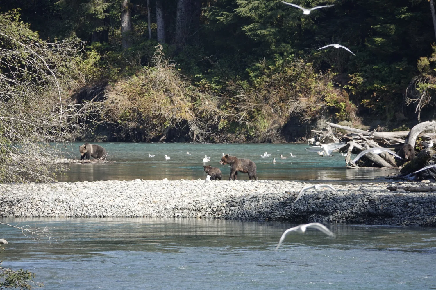Moederbeer met welp aan de waterkant van Bute Inlet