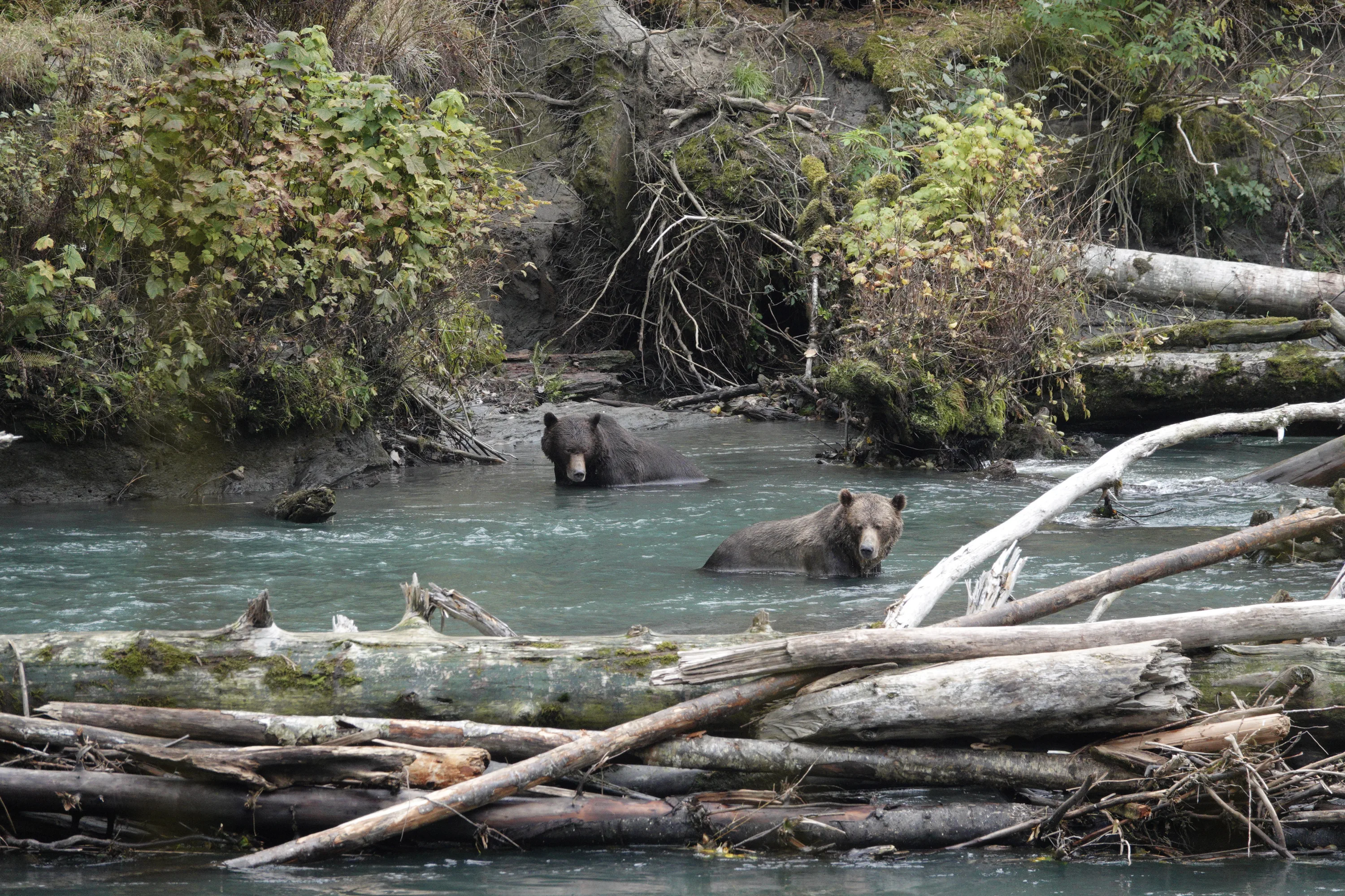 Twee Grizzly beren in het water op Toba inlet