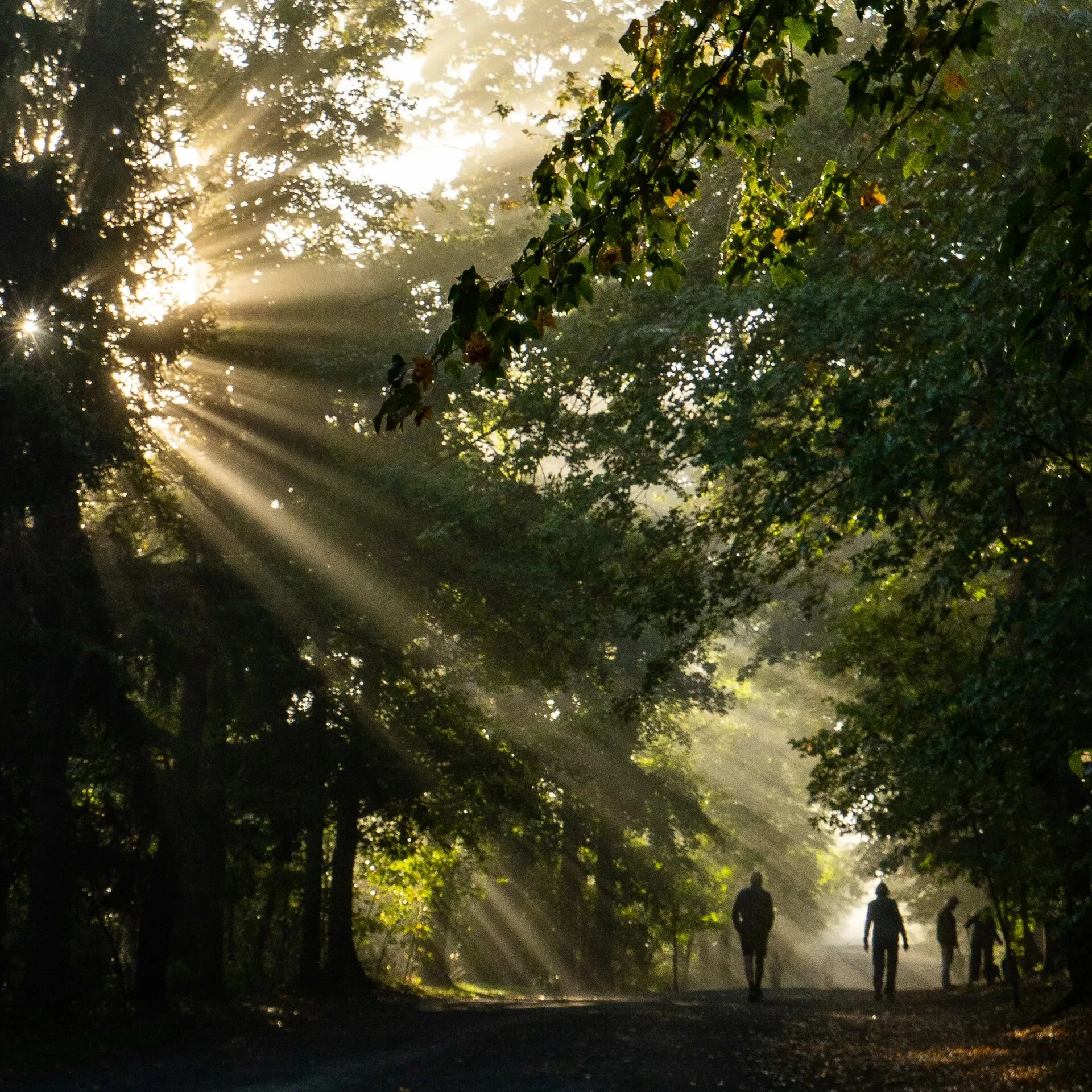 Zonlicht schijnt door de bomen door in het bos van Halifax