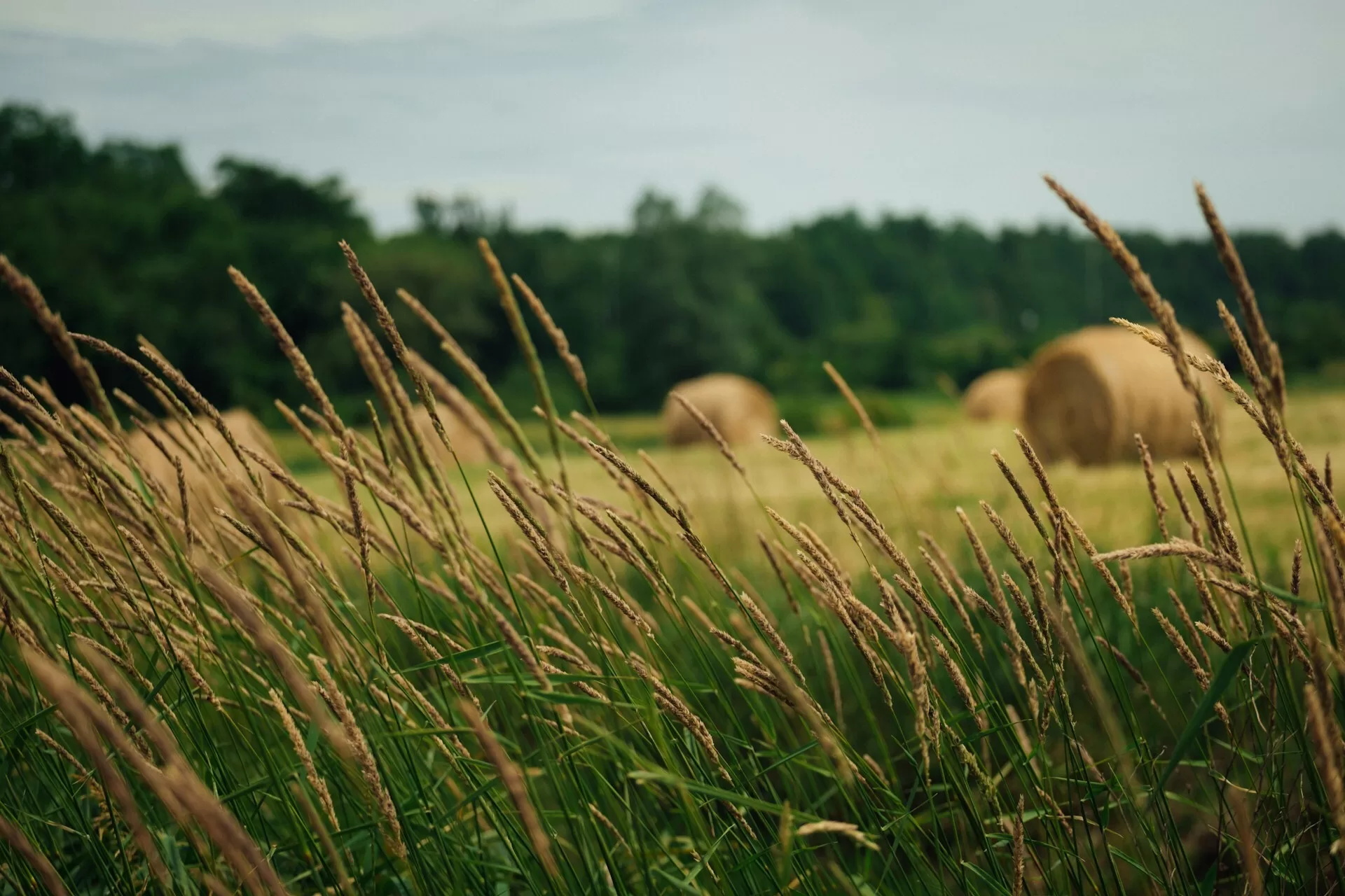 Een weide met hooibalen in Annapolis Valley, Nova Scotia