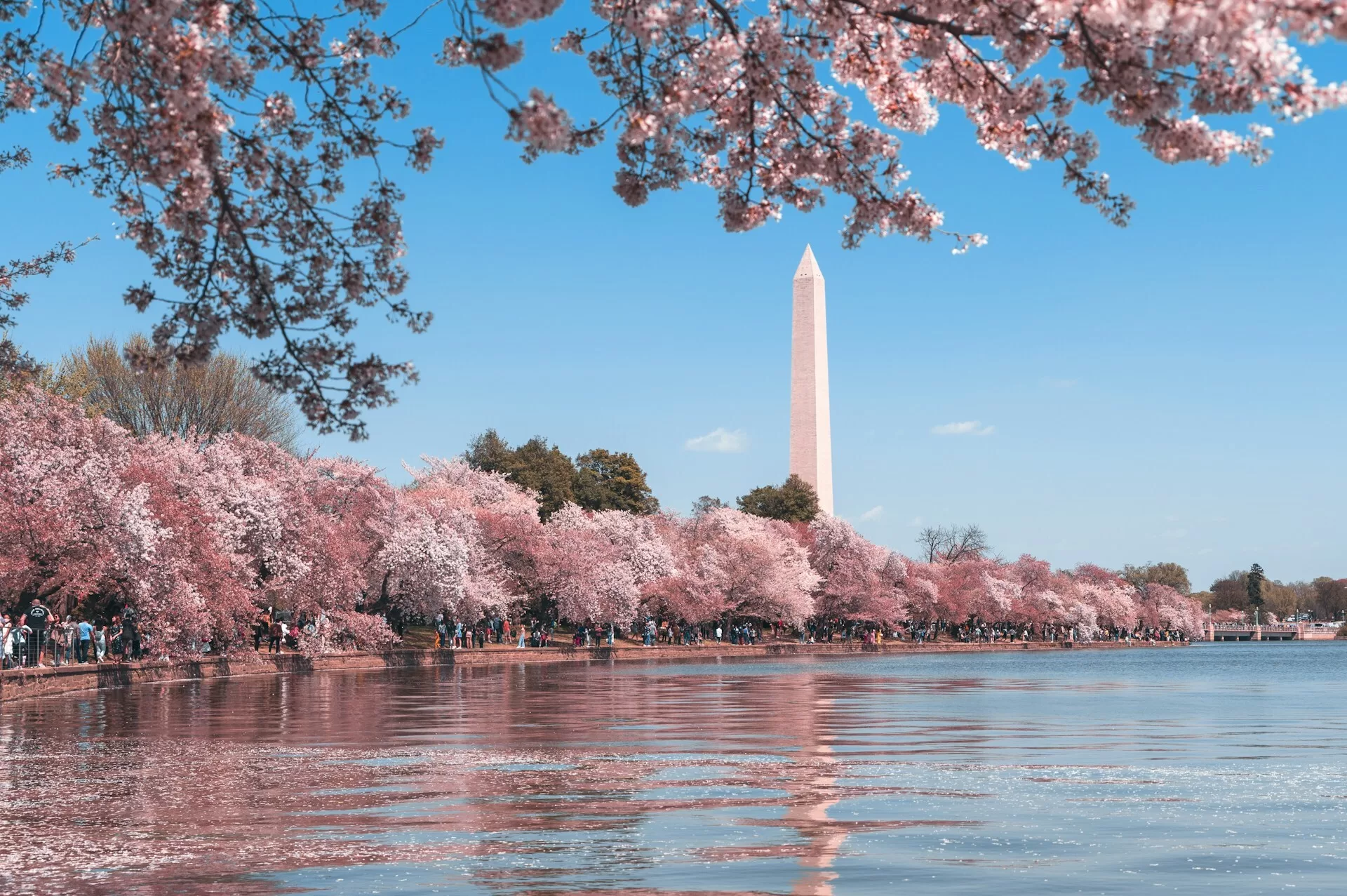Roze bloesem aan het meer in Washington DC met het Washington Monument op de achtergrond