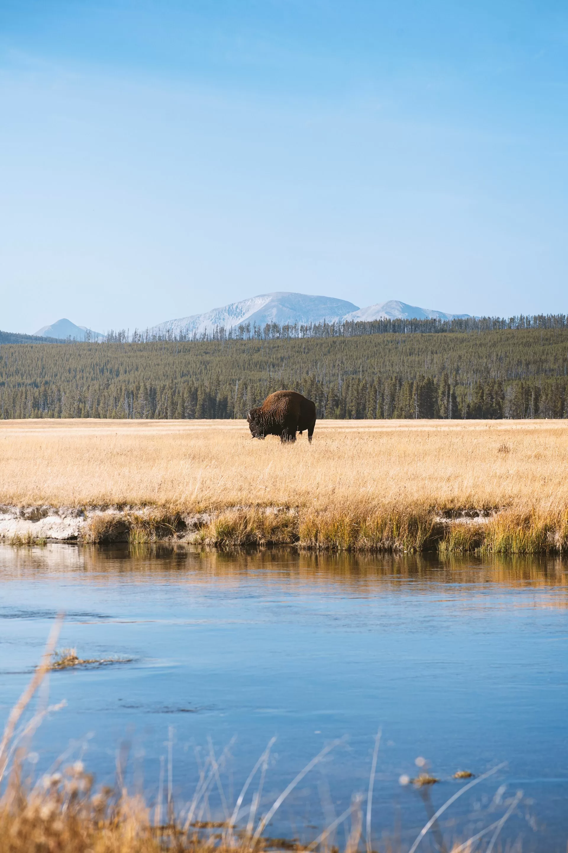 Bizon in Yellowstone National Park, met een rivier die door het weidse landschap stroomt