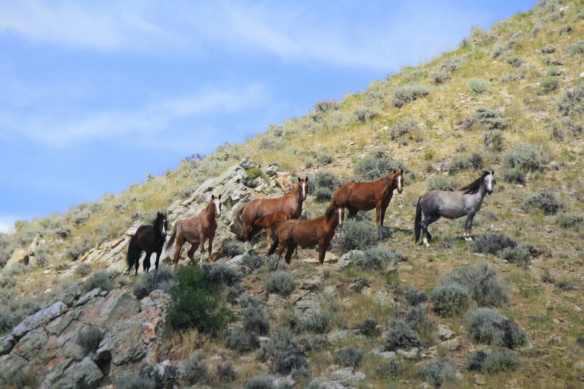 Wilde paarden op een berg in Rock Springs, Wyoming