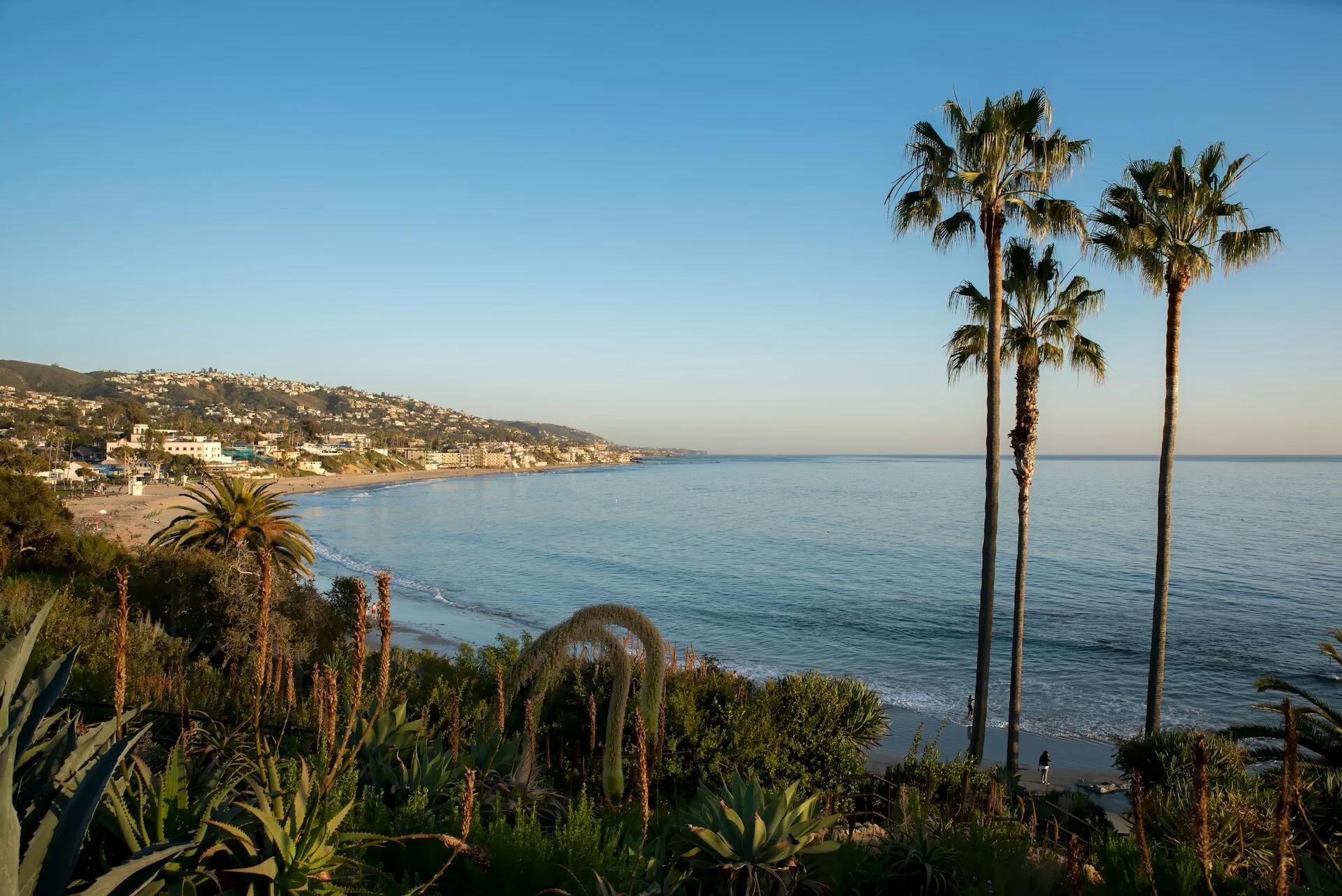 Groene planten en palmbomen aan het strand van Laguna Beach