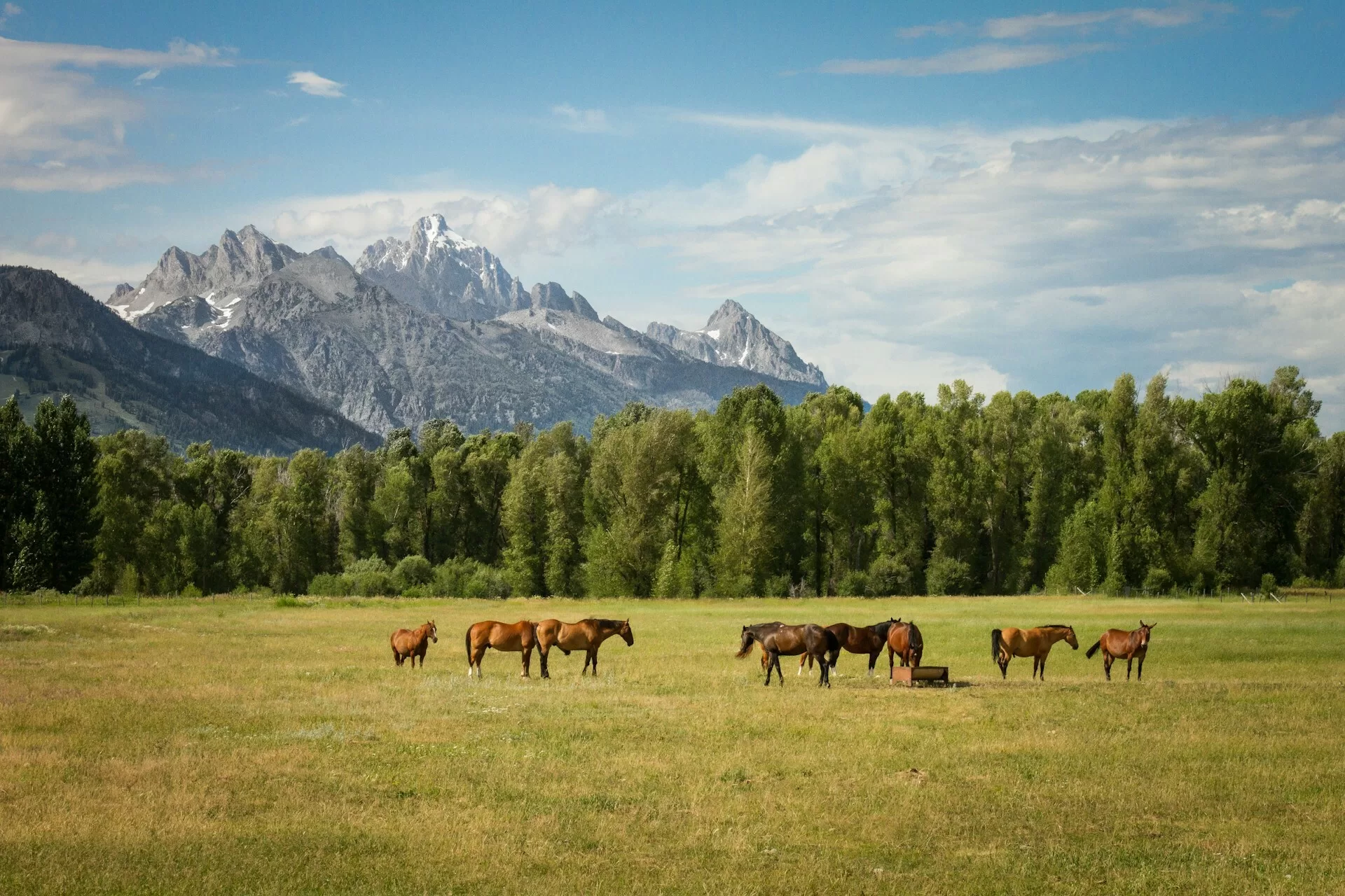 Paarden in een wei met bergen op de achtergrond in Jackson