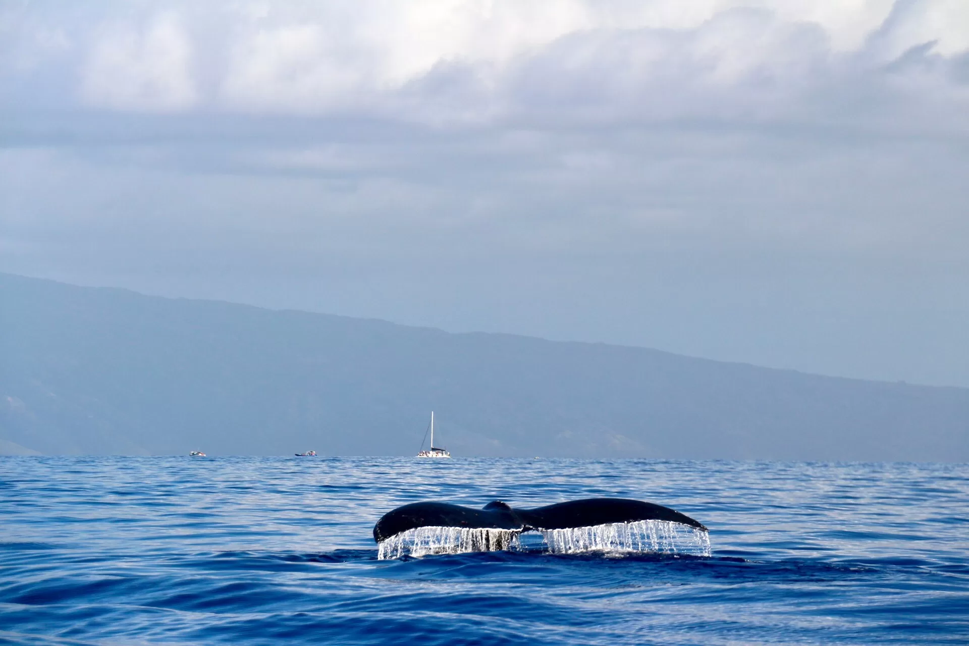 Een walvisstaart die boven het water uitsteekt in Lahaina, Maui